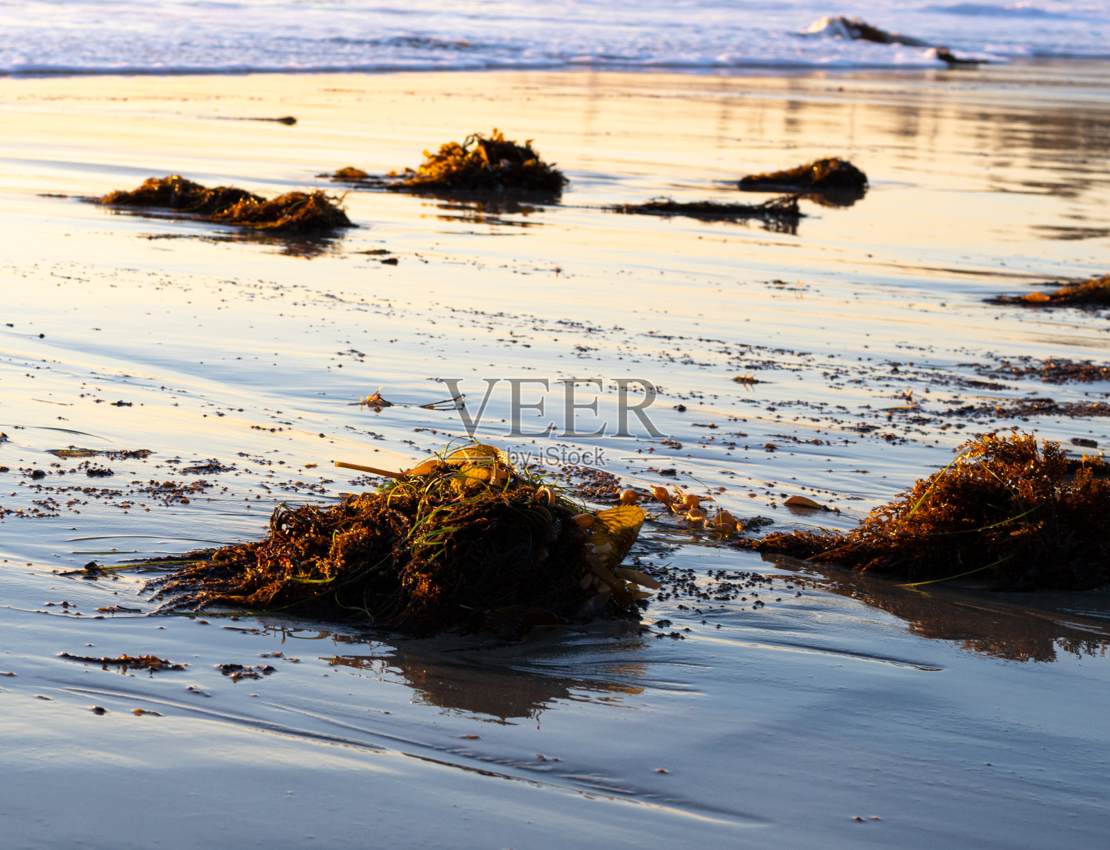 巨大的海藻生活在拉古纳海滩照片摄影图片