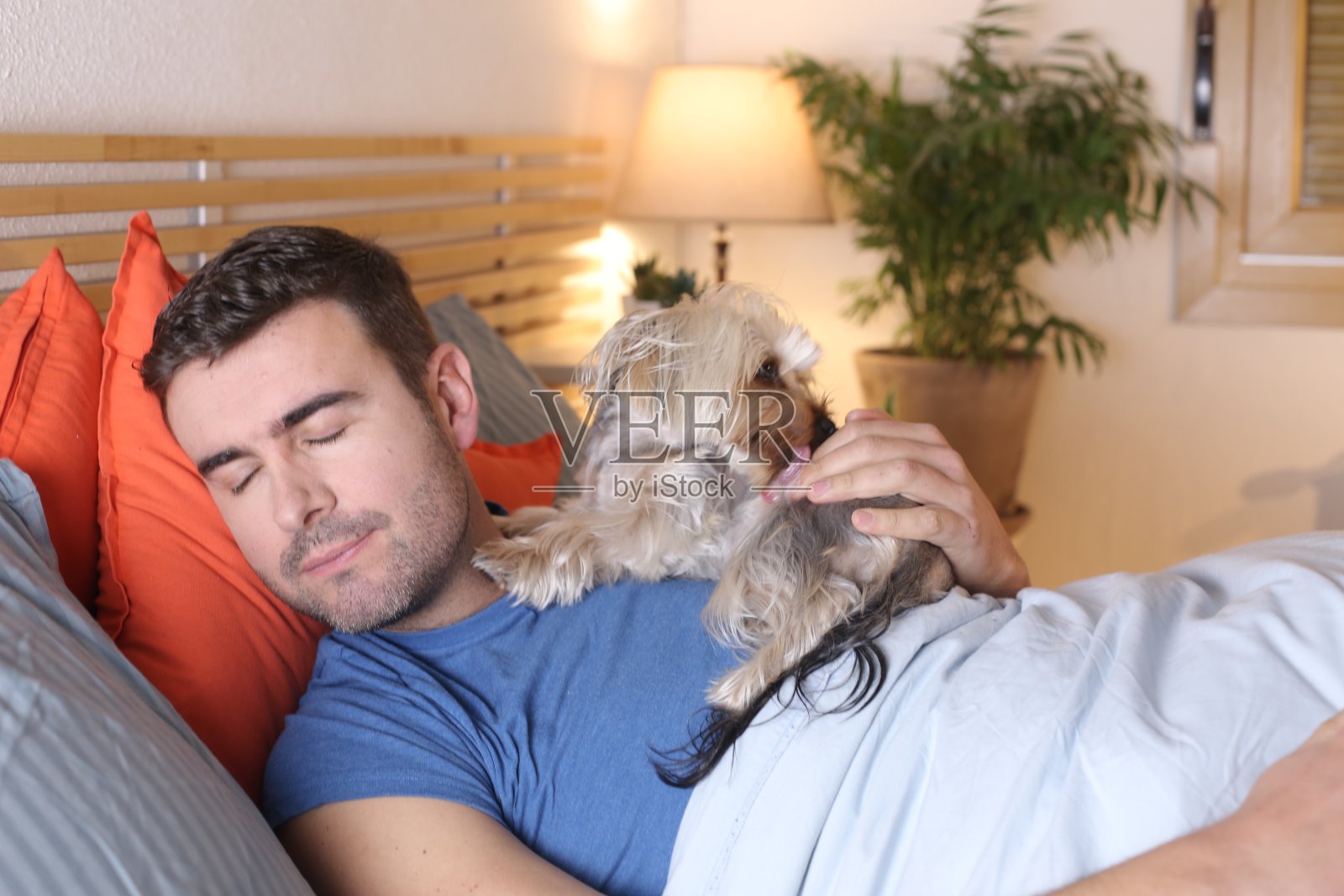 可爱的狗在床上舔主人照片摄影图片