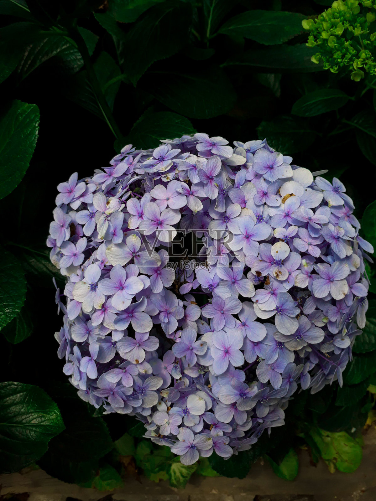 绣球花macrophylla照片摄影图片