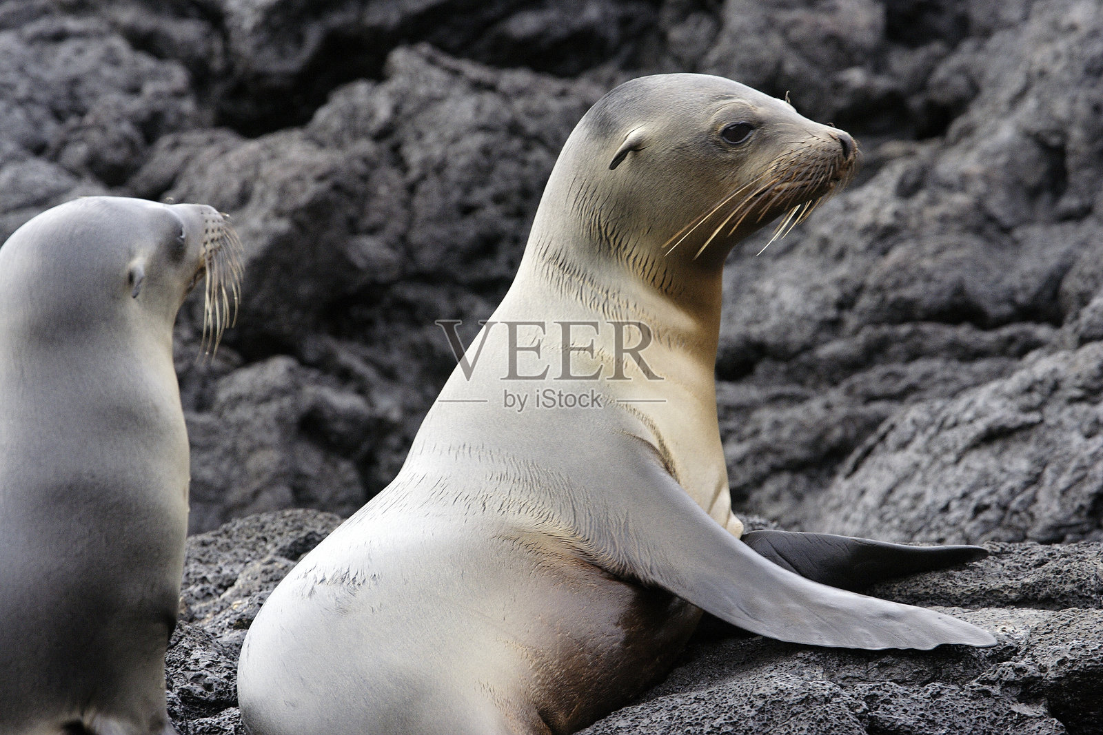 加拉帕戈斯群岛海狮照片摄影图片