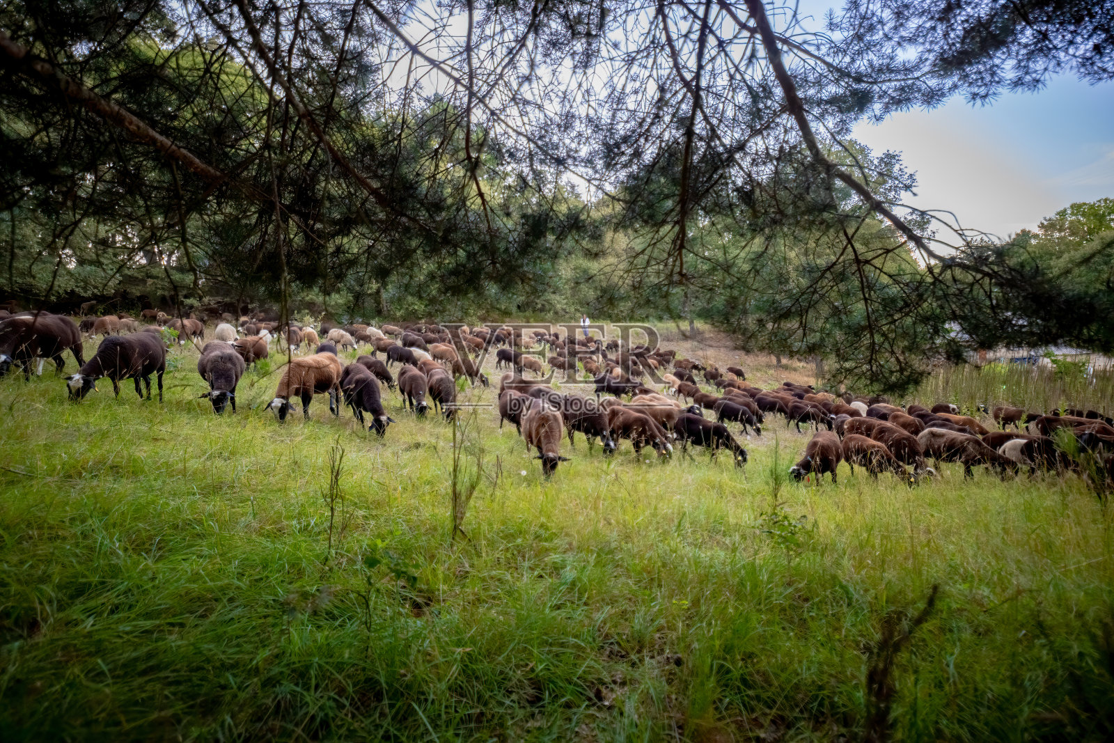 羊群聚集在绿草如茵的草地上。夏日背景中的羊群。照片摄影图片