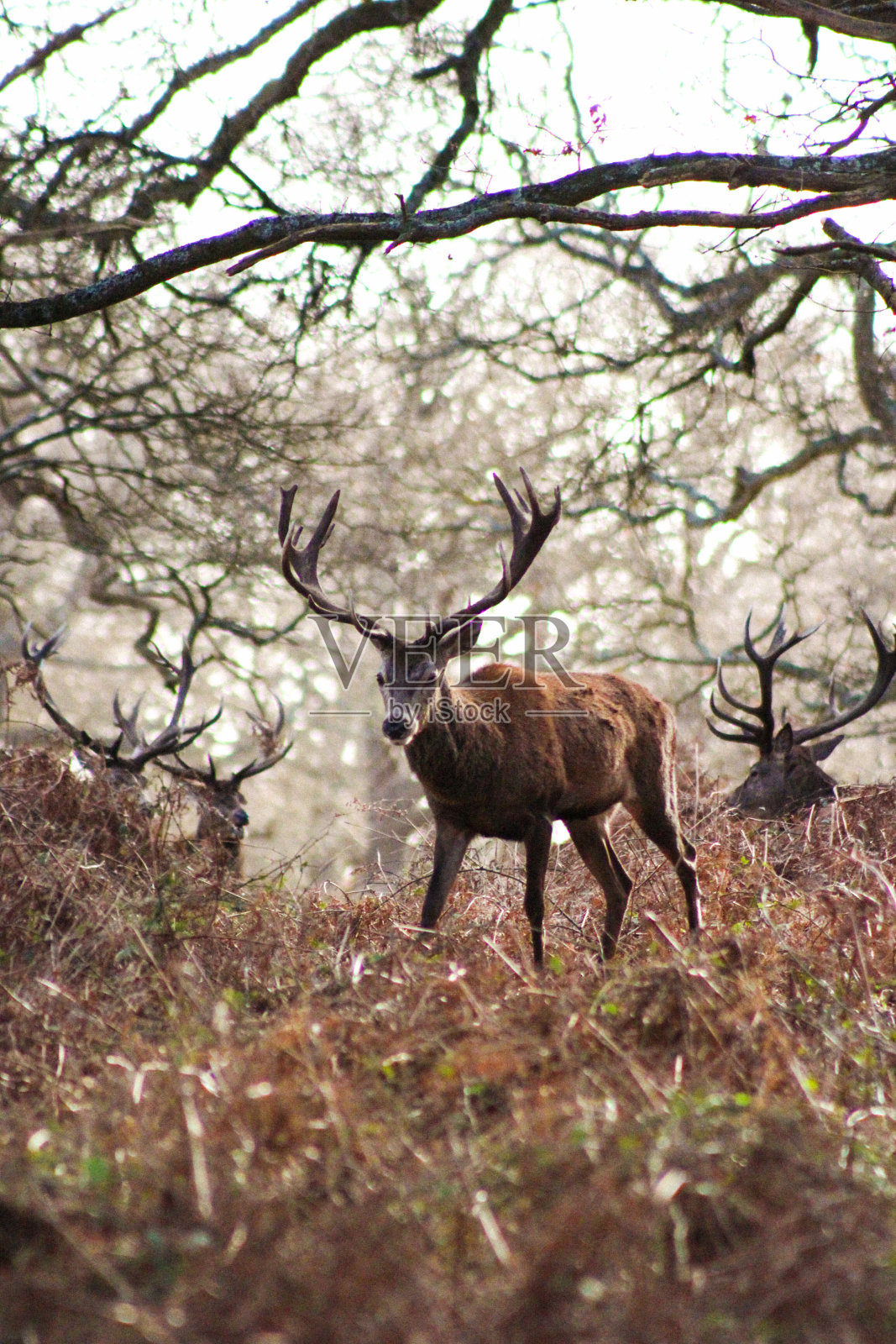 雄鹿在里士满公园，英国照片摄影图片