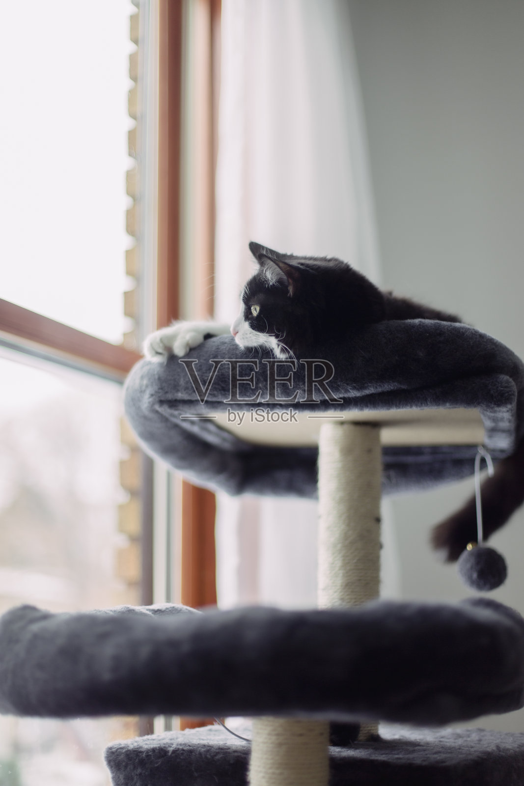 黑猫在猫树上照片摄影图片