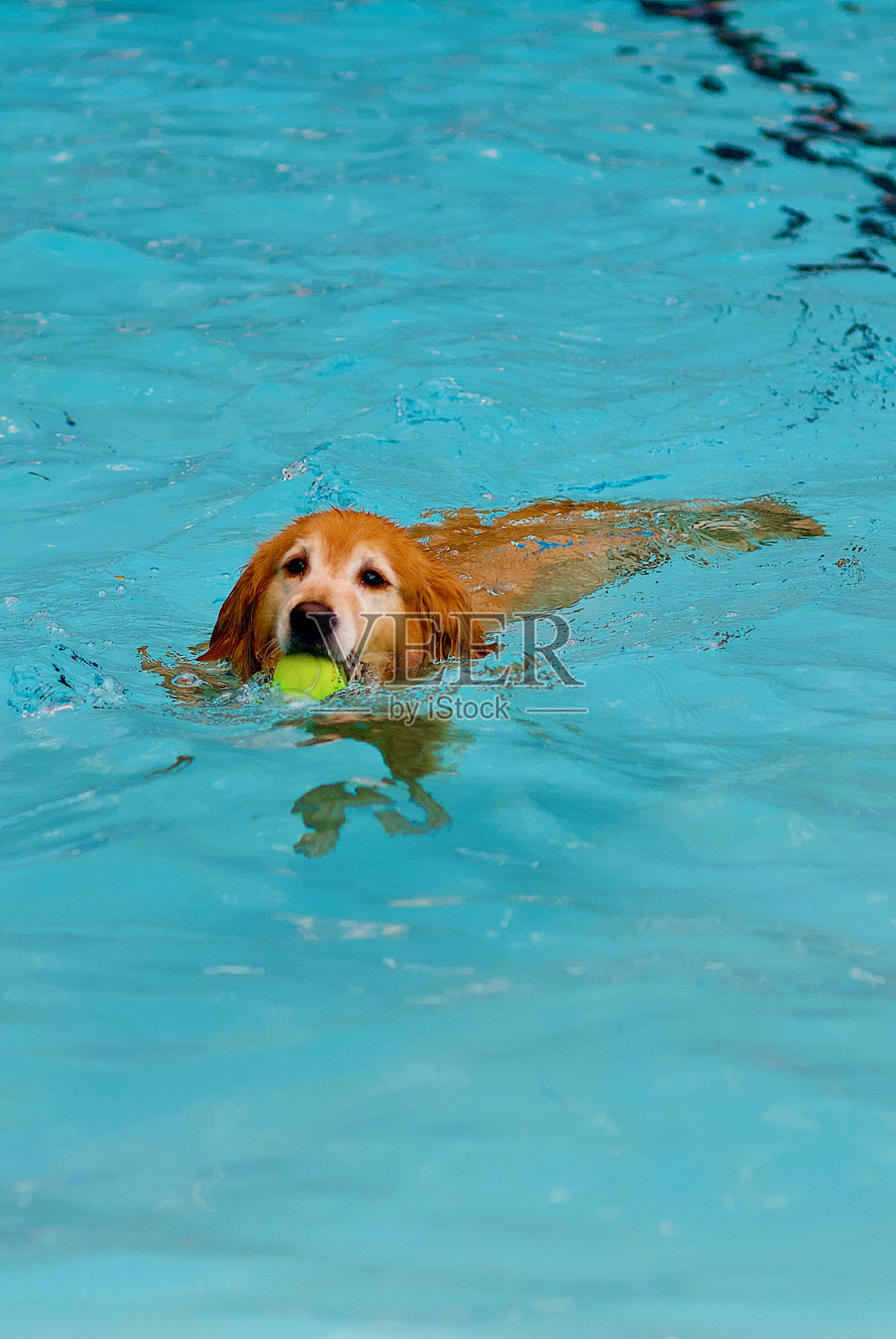 金毛猎犬和网球一起游泳照片摄影图片