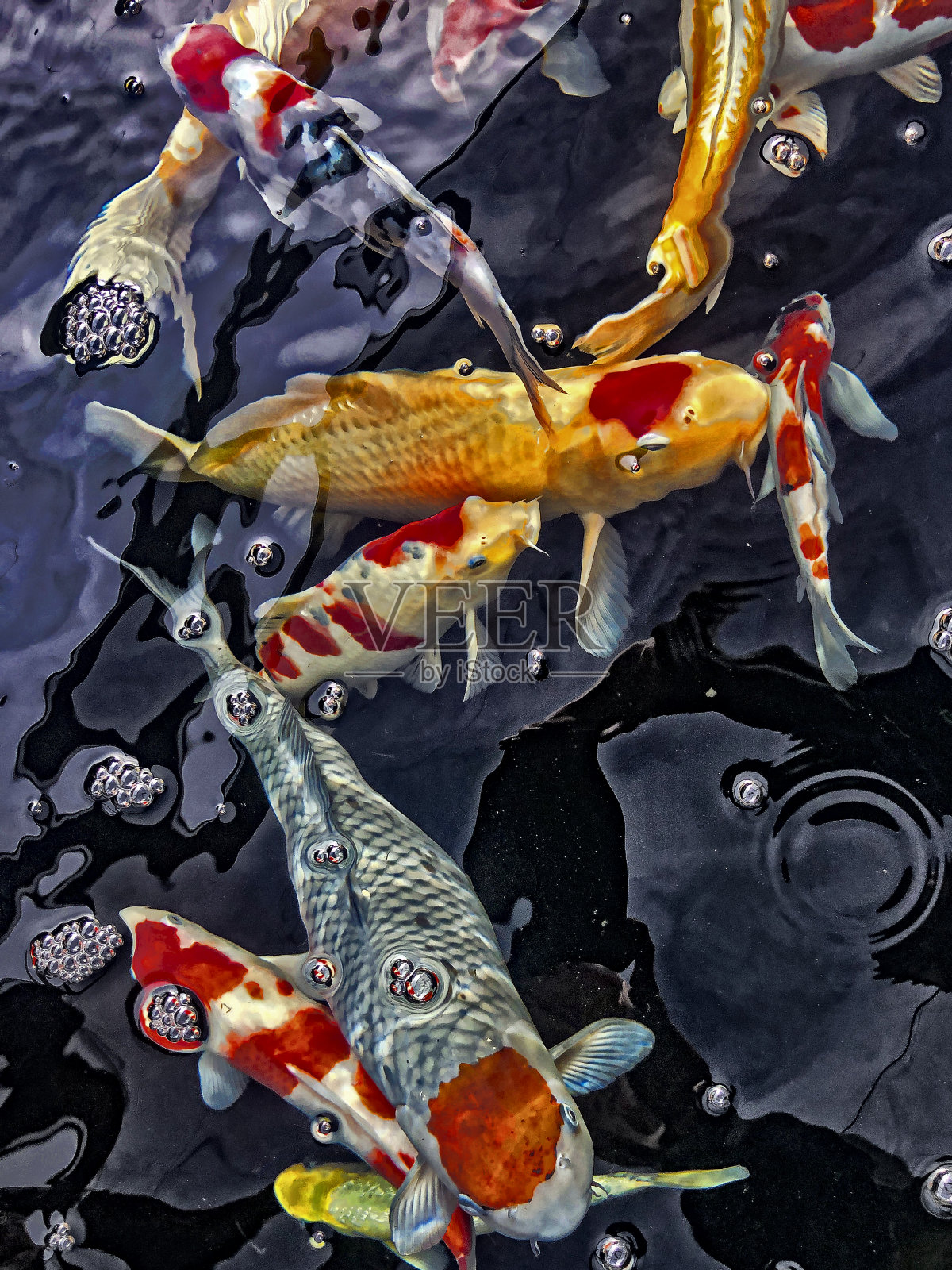 锦鲤鱼池照片摄影图片