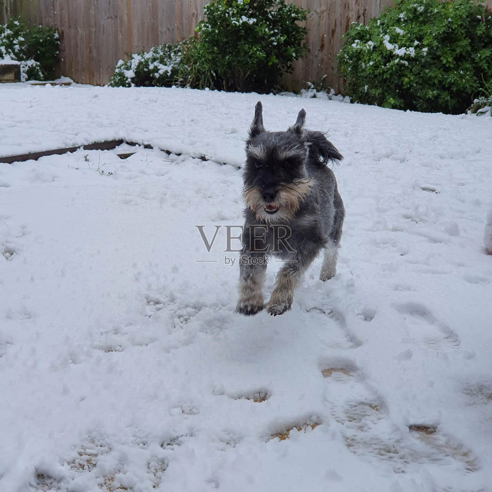 雪地里的狗照片摄影图片