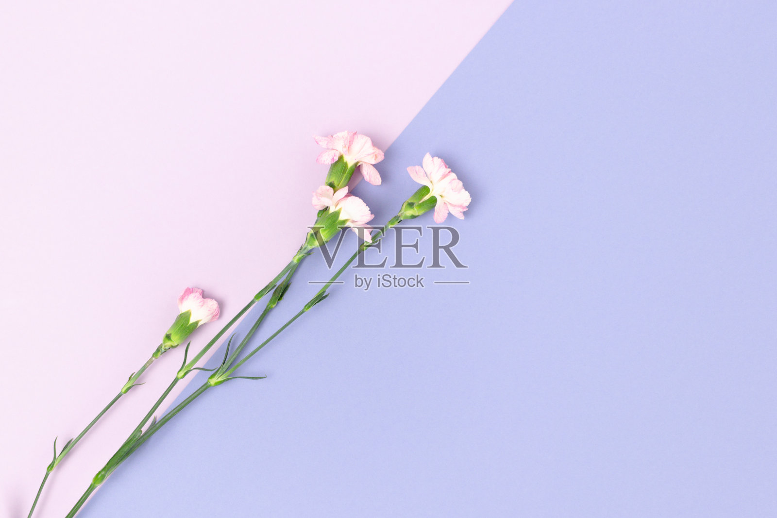 粉红色的康乃馨花在紫色柔和的背景上。花的组成与文本的地方。照片摄影图片