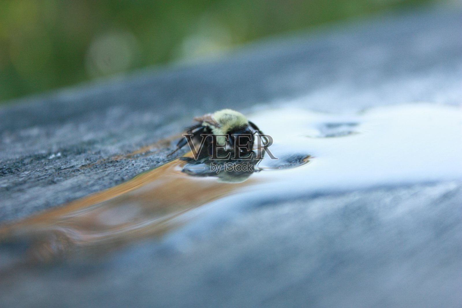 蜜蜂喝糖水照片摄影图片