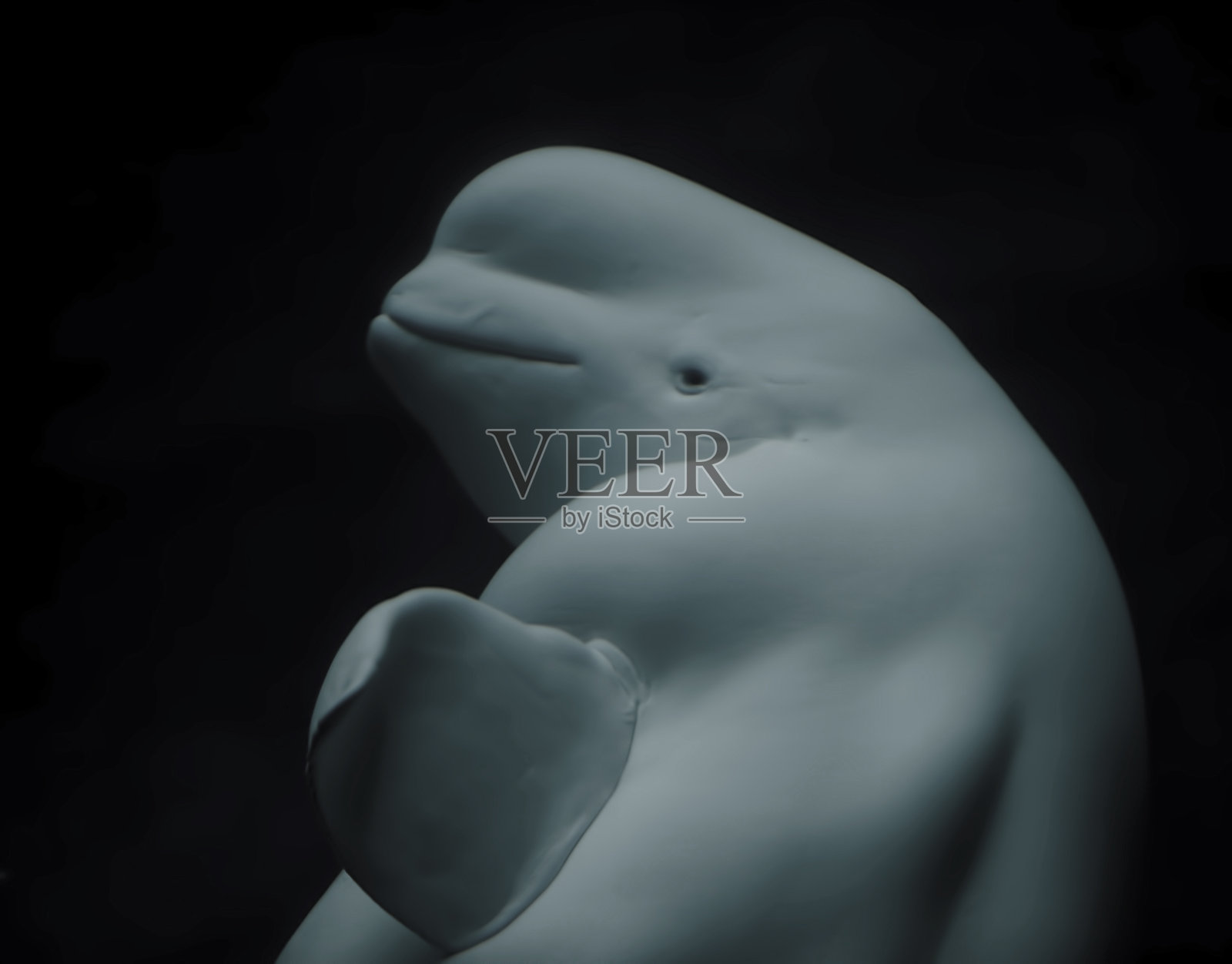 白鲸照片摄影图片