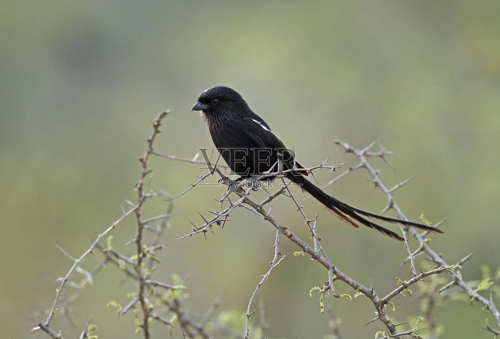 喜鹊伯劳鸟照片摄影图片