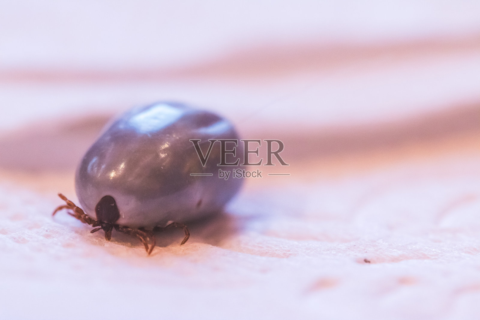 血蜱:蜱的宏观封闭，感染疾病照片摄影图片