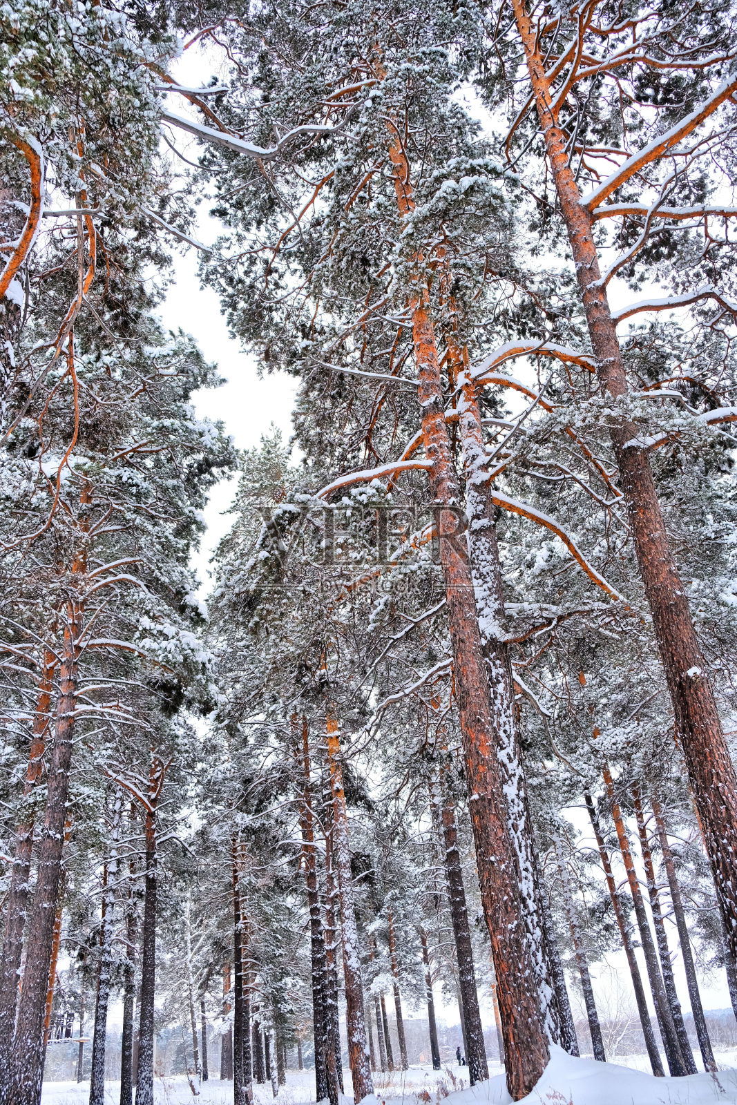 美丽的冰雪覆盖的树木在冬天的风景。雪后的云杉和松林。照片从下到上照片摄影图片