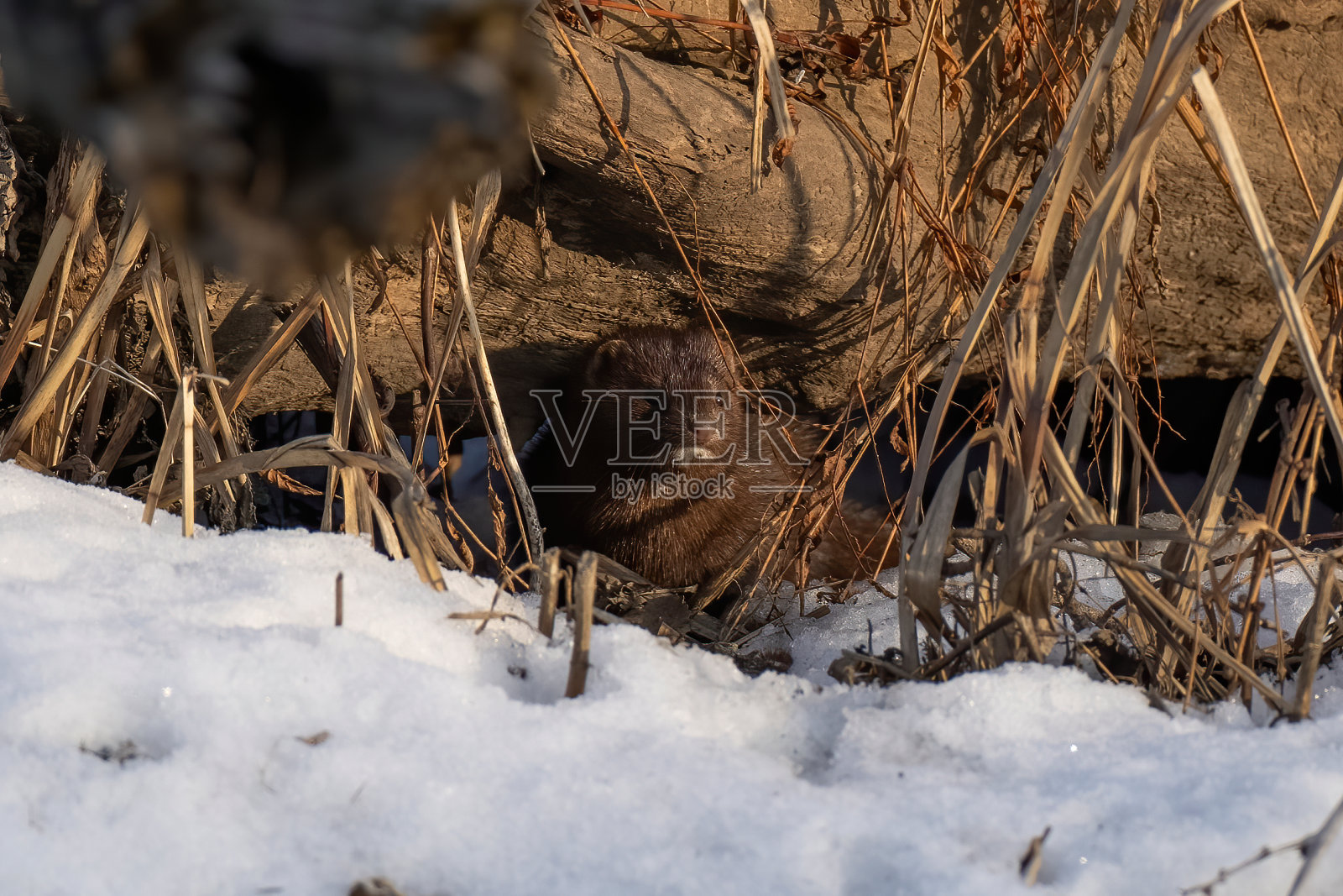 美国明克（尼维森维森）照片摄影图片