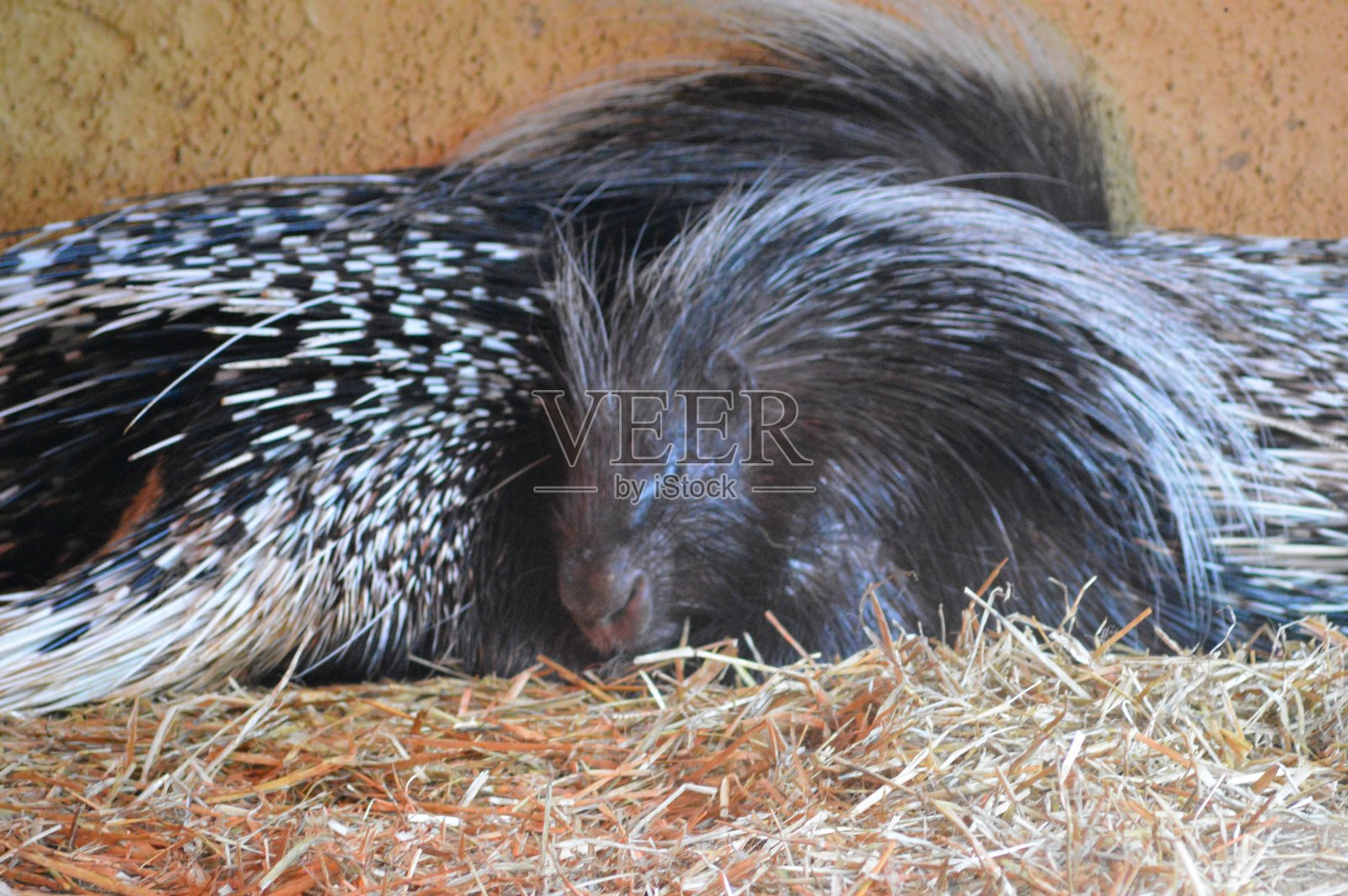 豪猪夫妇照片摄影图片