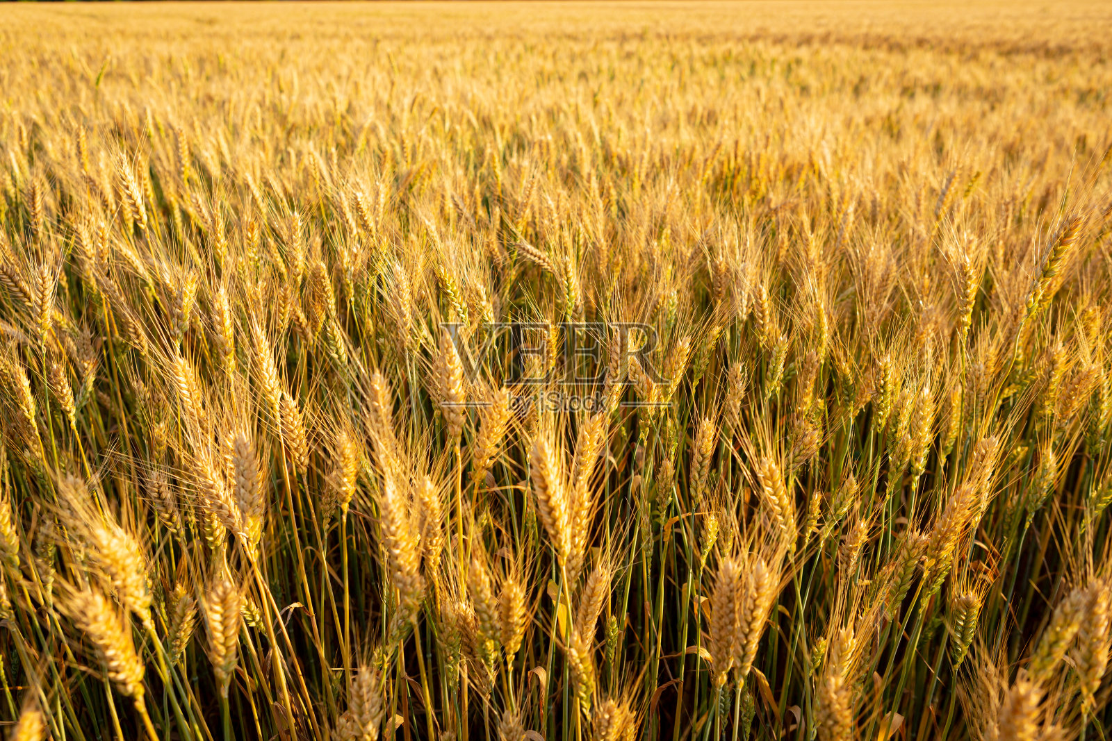 金黄色的小麦在田间，新鲜的收获照片摄影图片