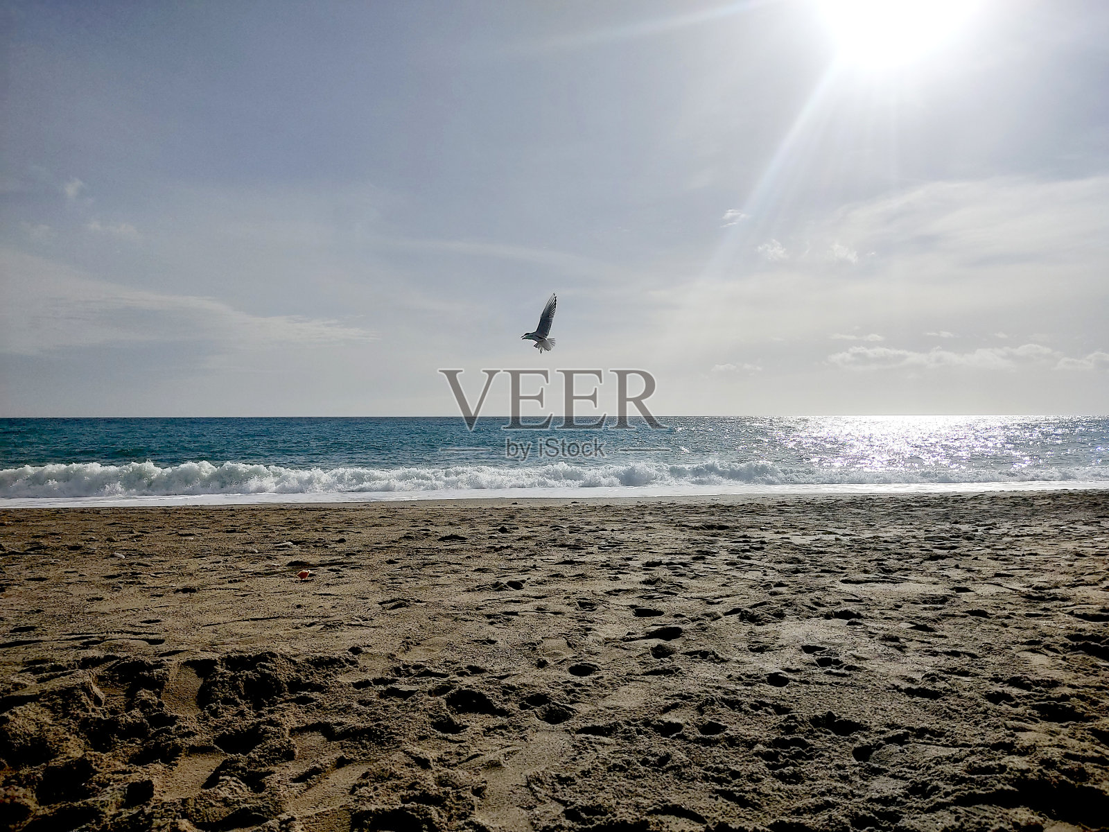 阳光下的海滩上海鸥在飞翔照片摄影图片