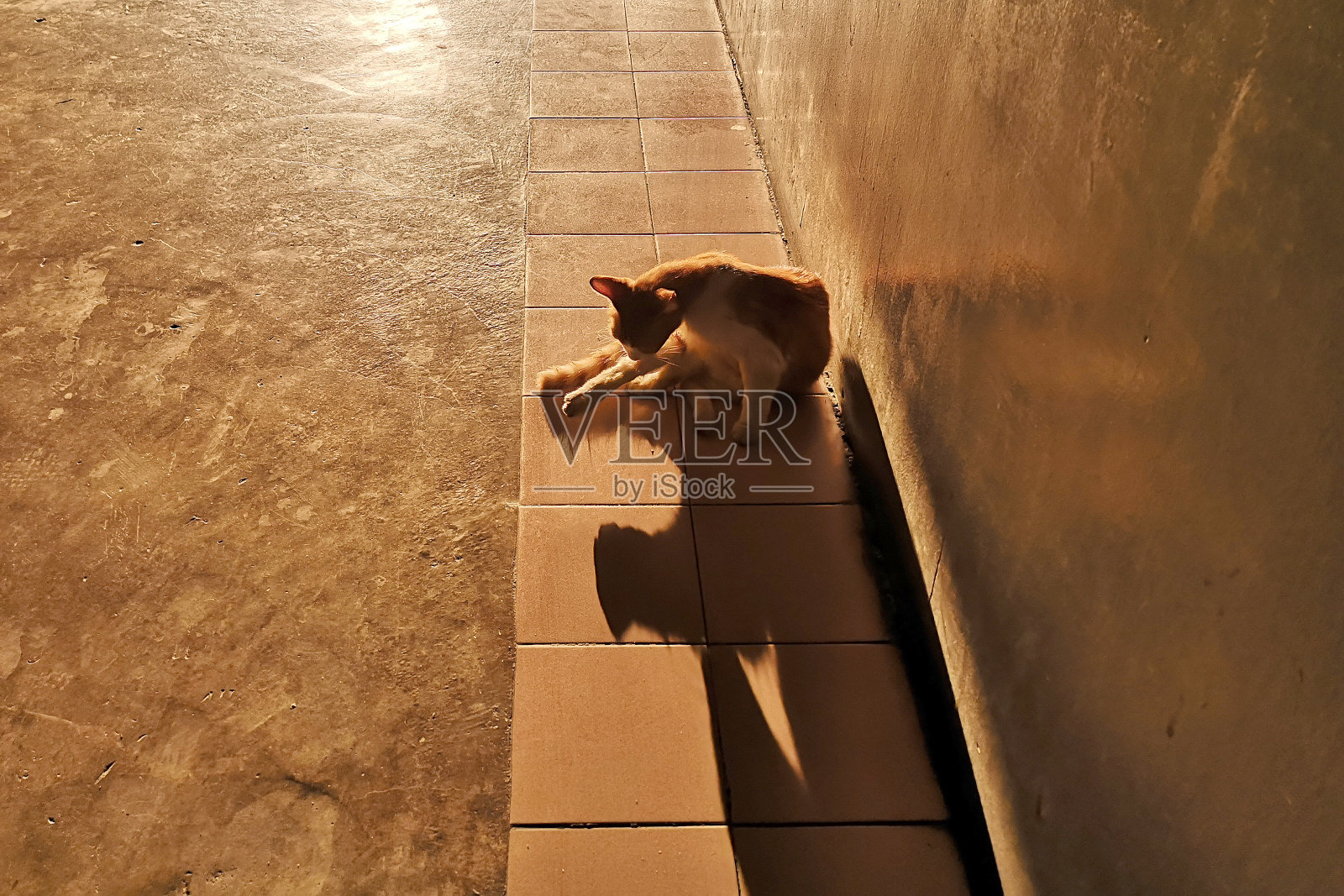 家猫照片摄影图片