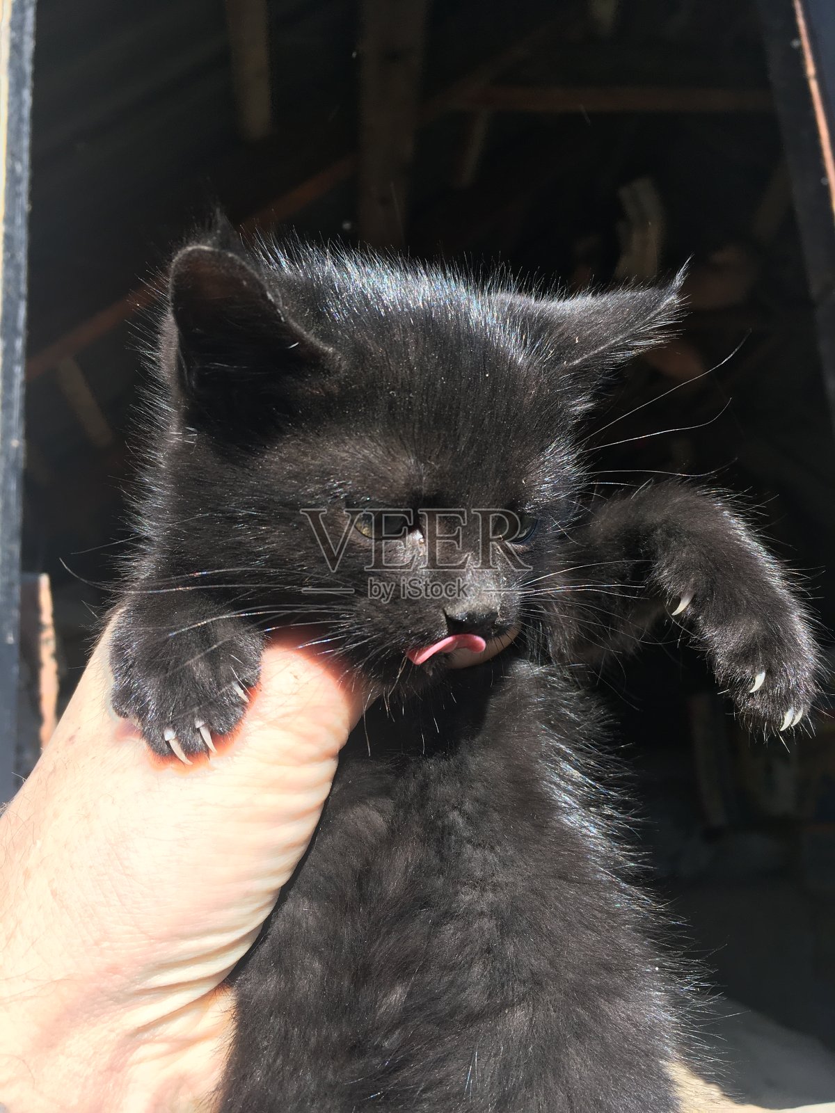 小猫和年轻的妈妈照片摄影图片