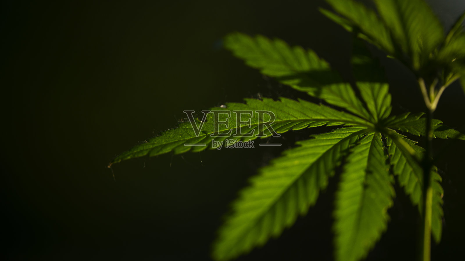 绿叶在阳光下闪闪发光。黑色背景和大麻叶。照片摄影图片