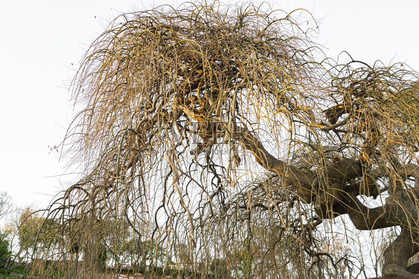 秋天的树湖照片摄影图片