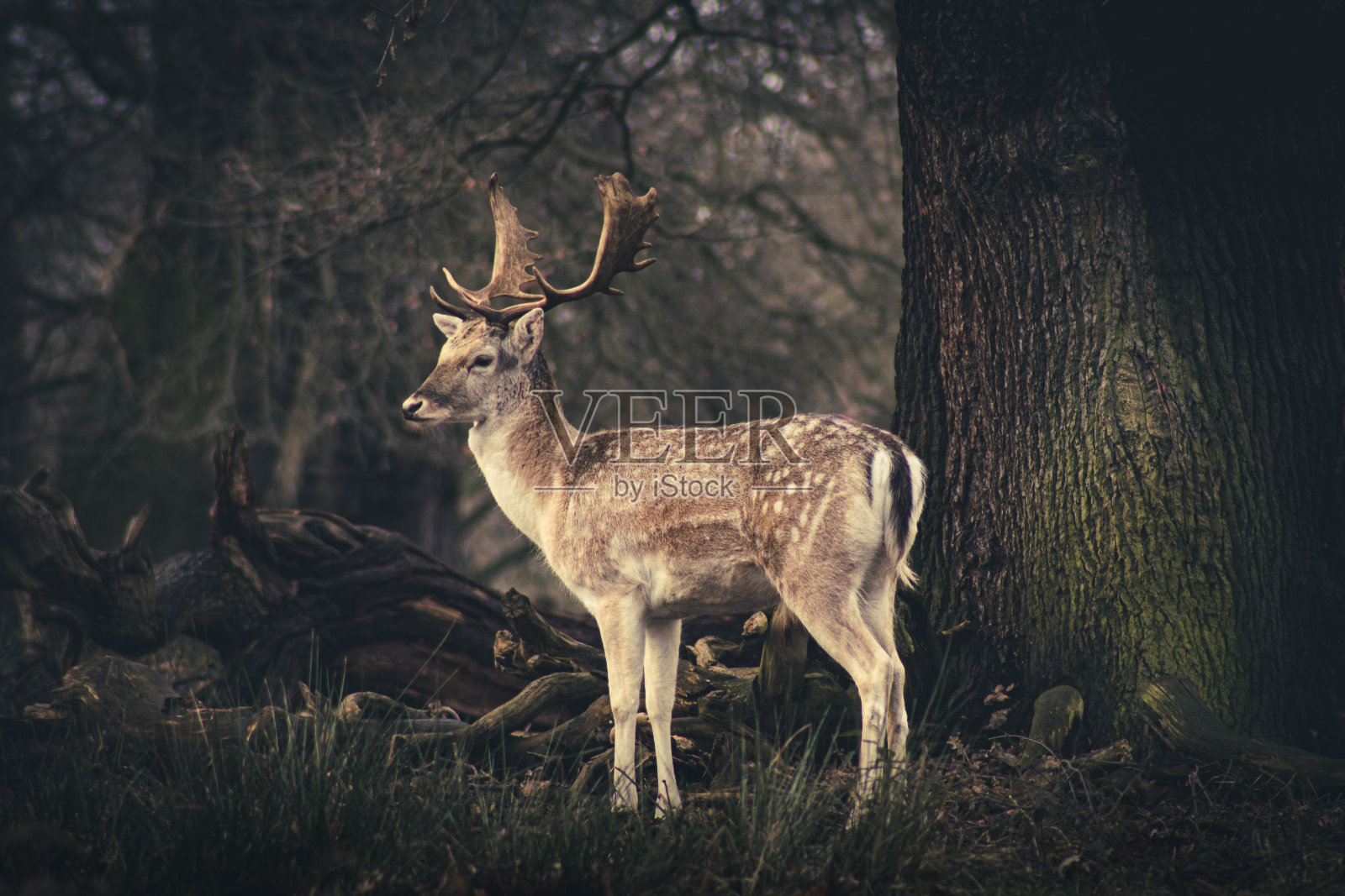 独奏鹿站照片摄影图片
