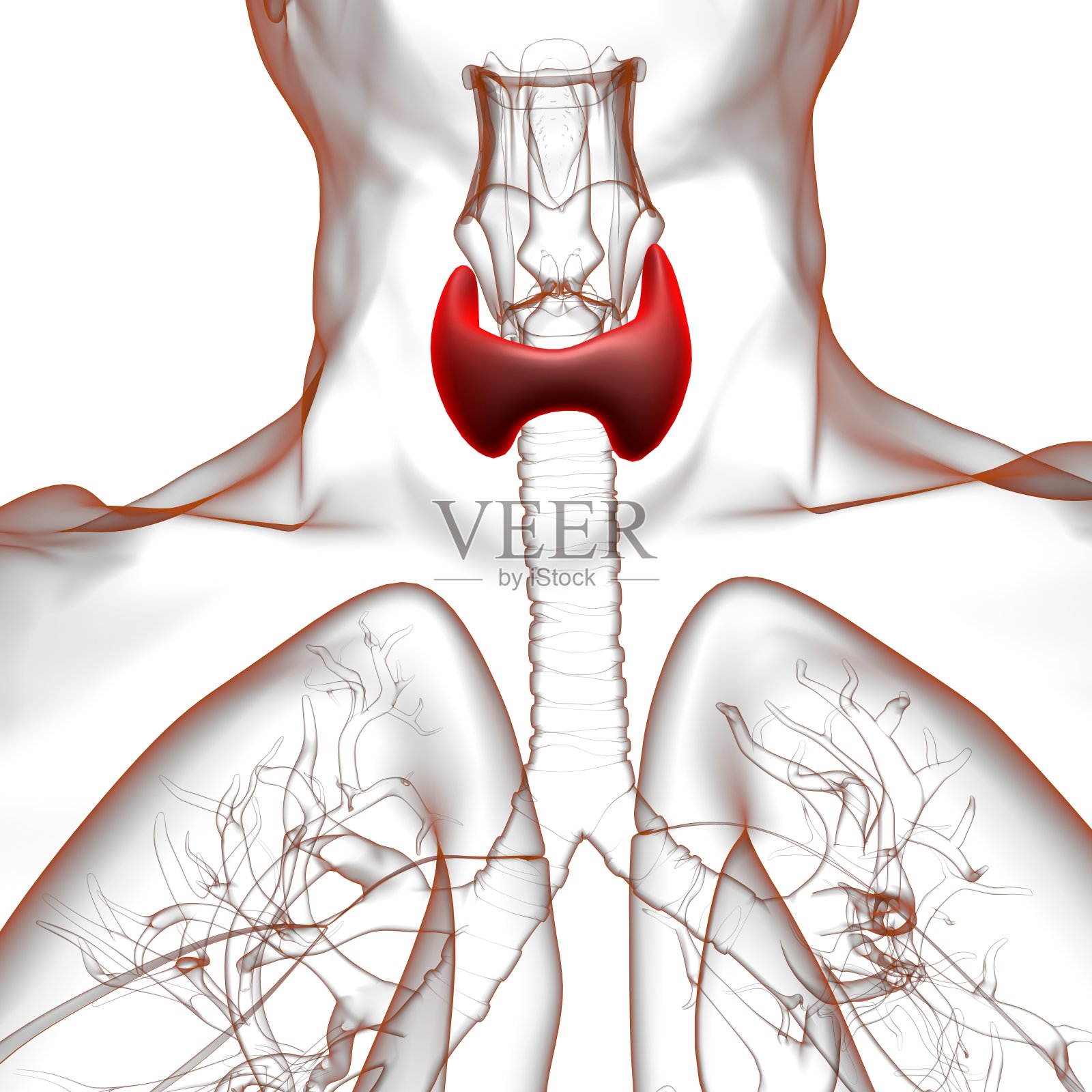 甲状腺解剖学的医疗概念3D照片摄影图片