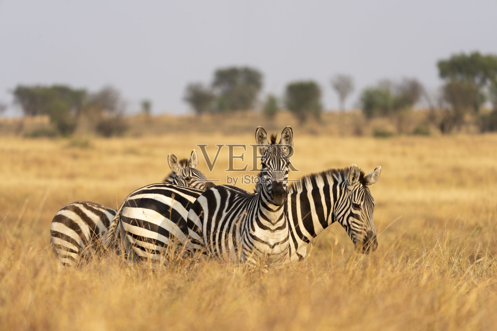 三只斑马在非洲平原上吃草照片摄影图片