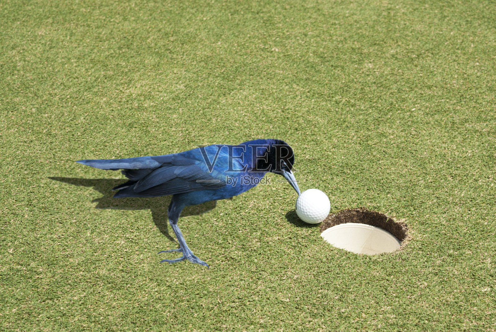 鸟用喙将高尔夫球推入杯中，小鸟照片摄影图片