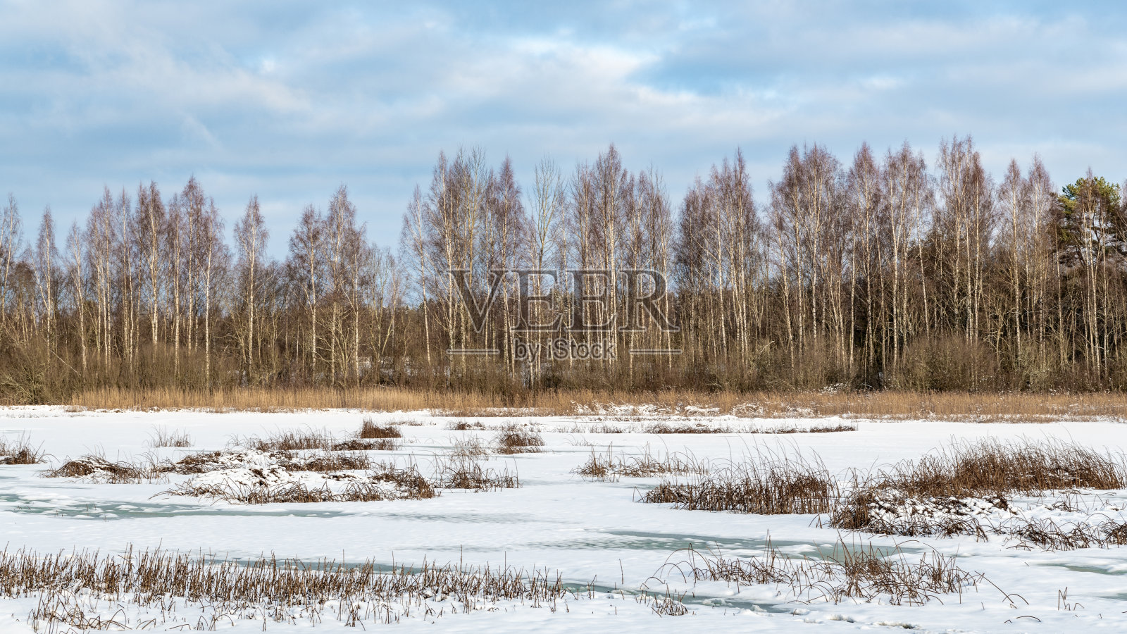 湖岸的白桦林照片摄影图片