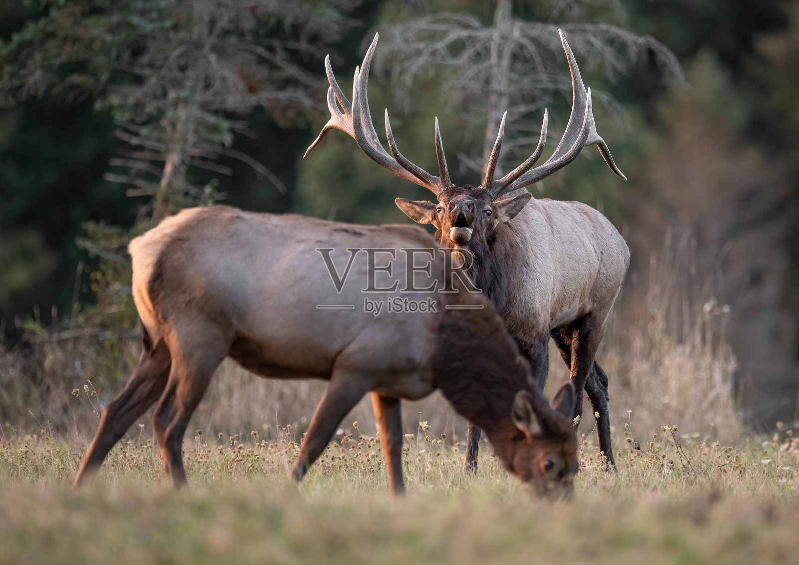 每一个照片摄影图片
