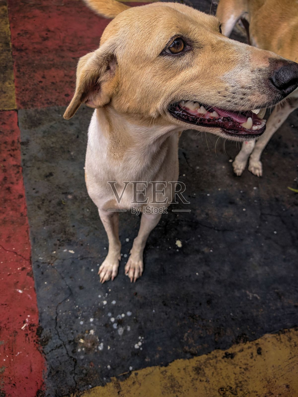 一只微笑的印度被抛弃的狗照片摄影图片