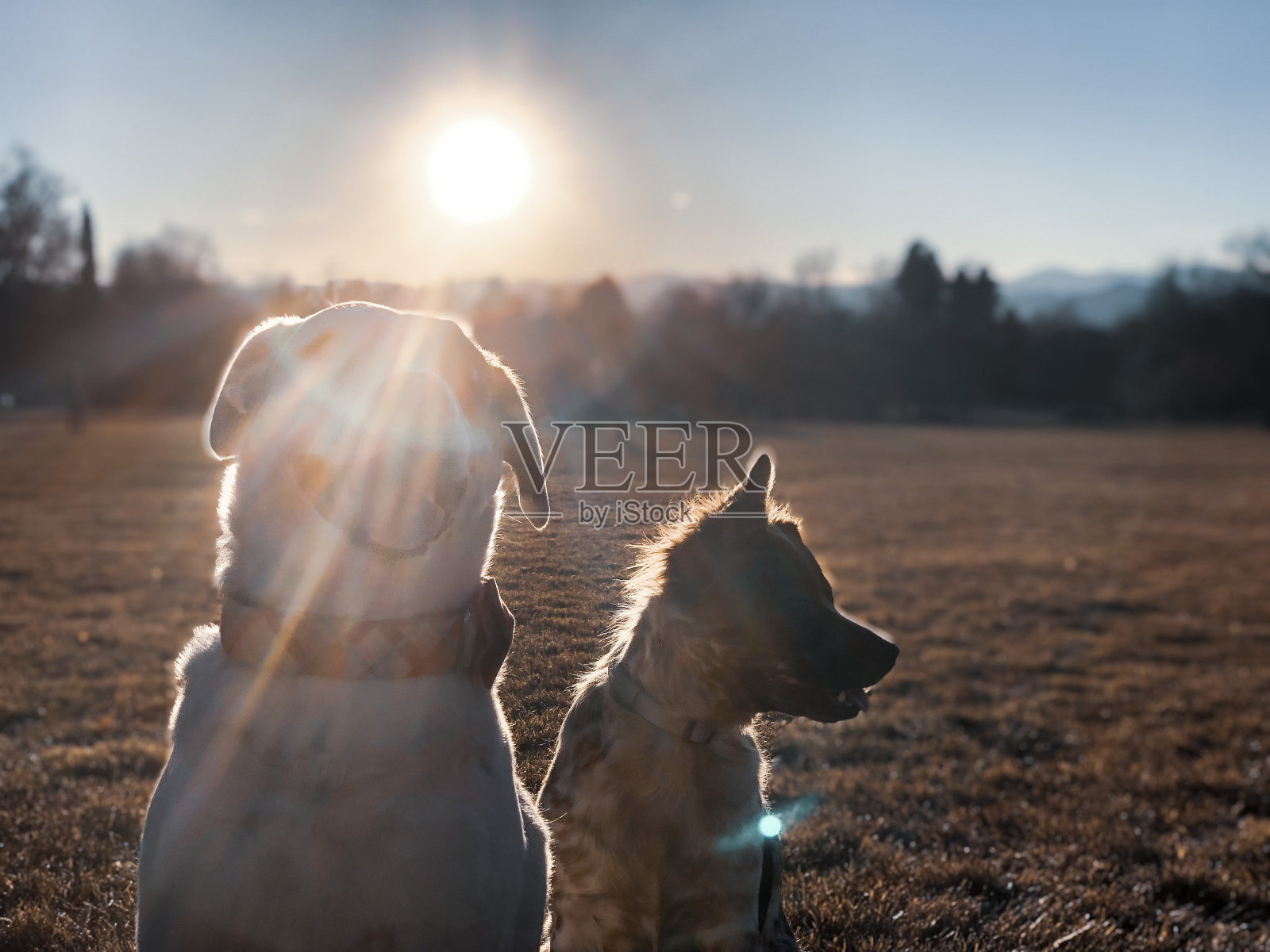 两只快乐的混合搜救犬照片摄影图片