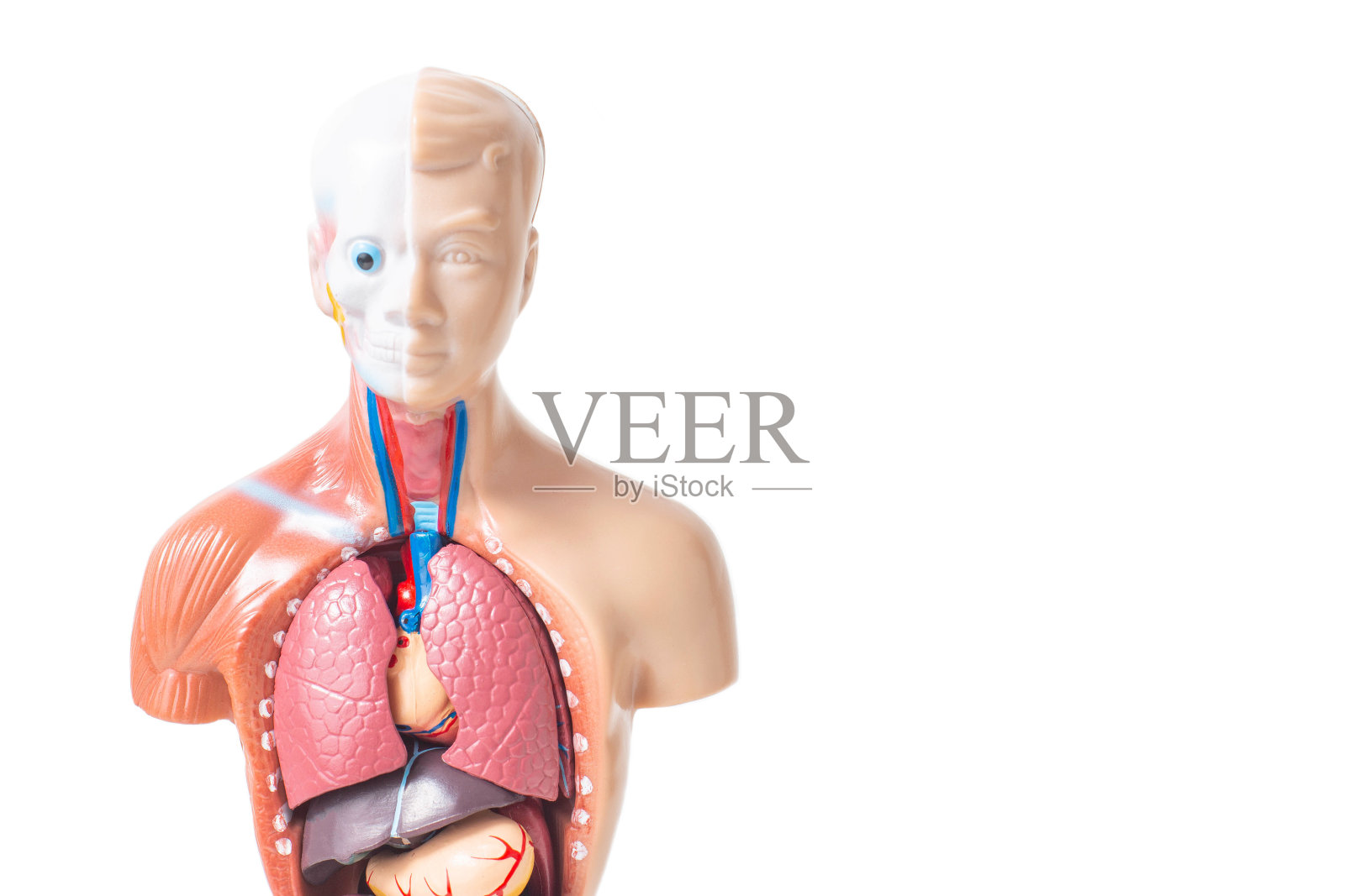 人体器官的解剖模型，白色背景，孤立。肺病概念，移植照片摄影图片