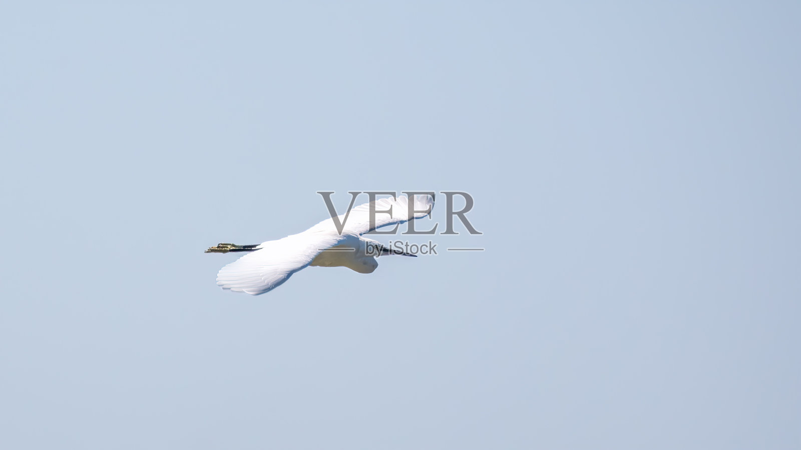 小白鹭的飞行。照片摄影图片