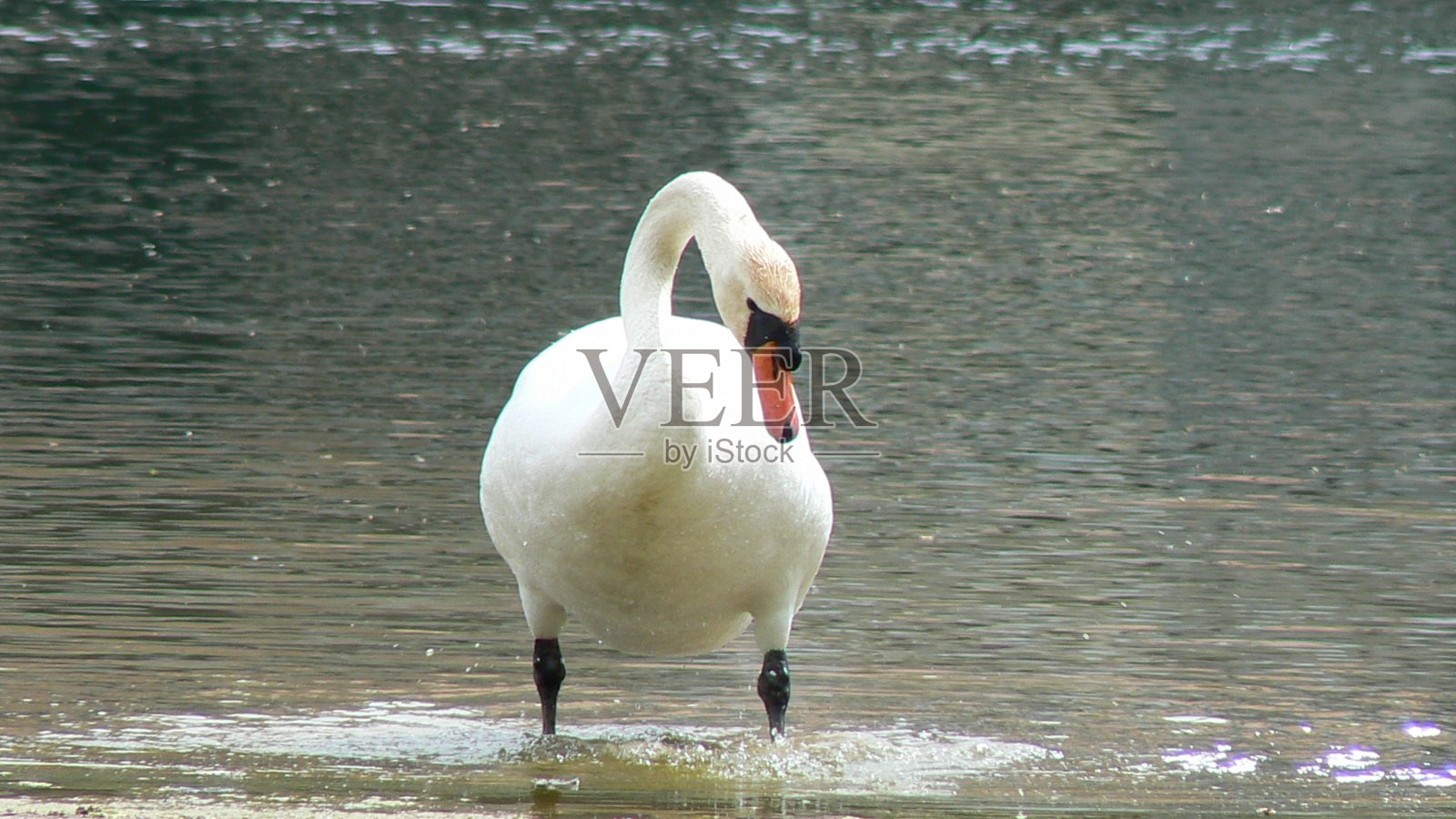 天鹅照片摄影图片