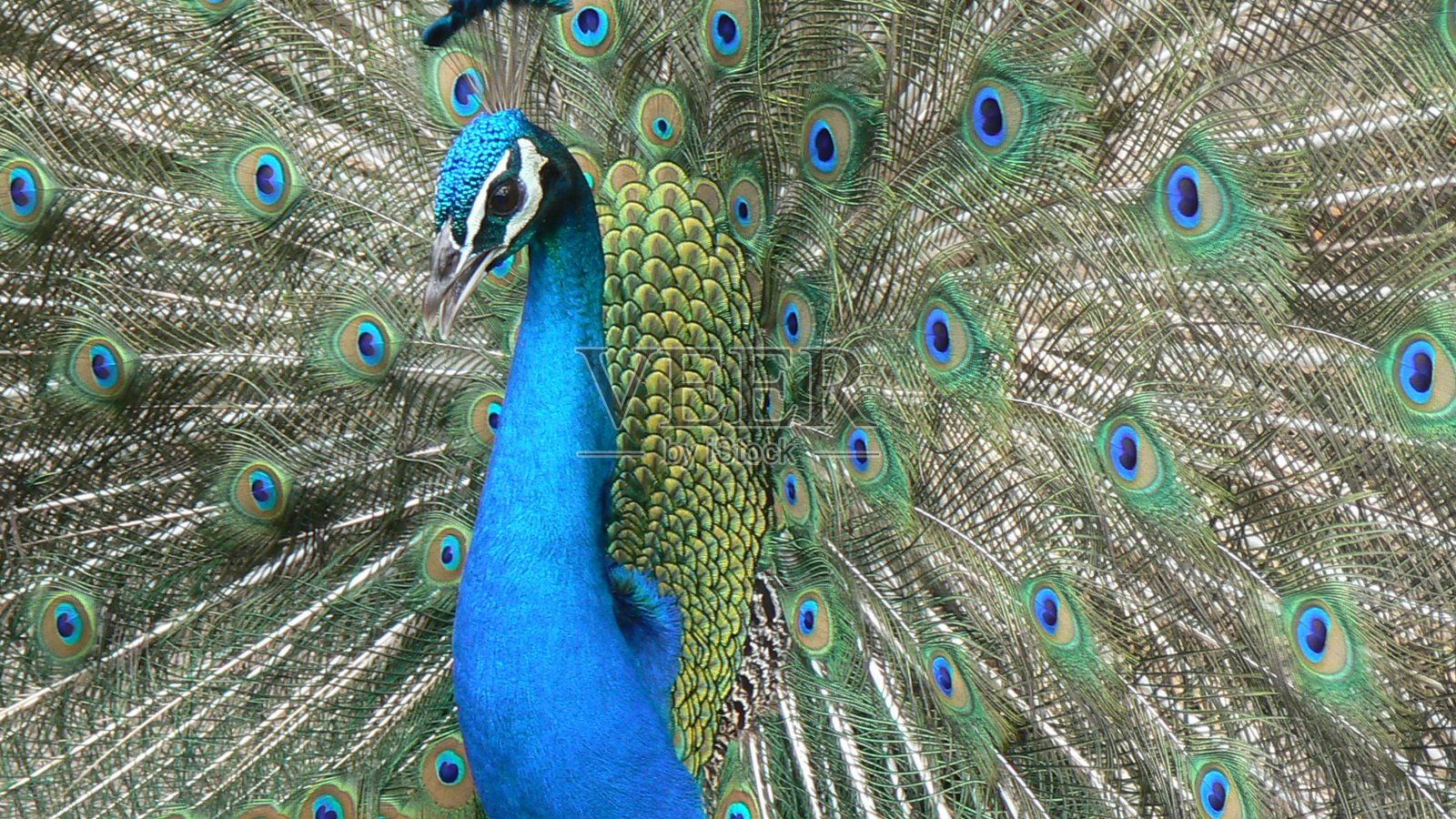 孔雀2照片摄影图片