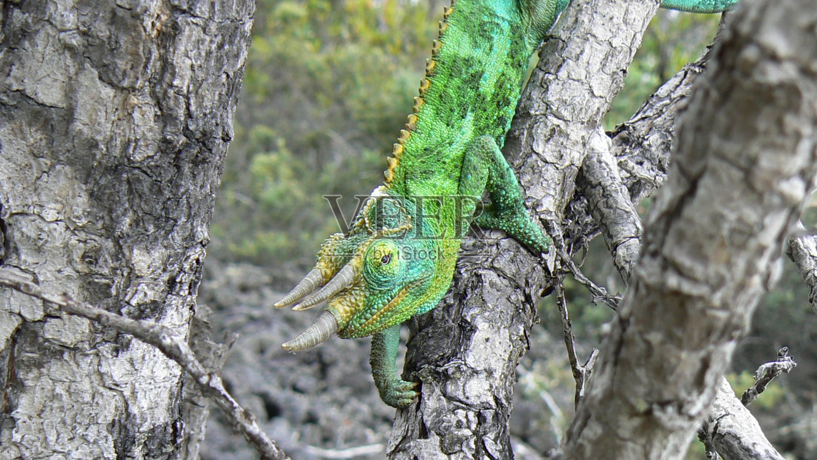 变色龙# 2照片摄影图片