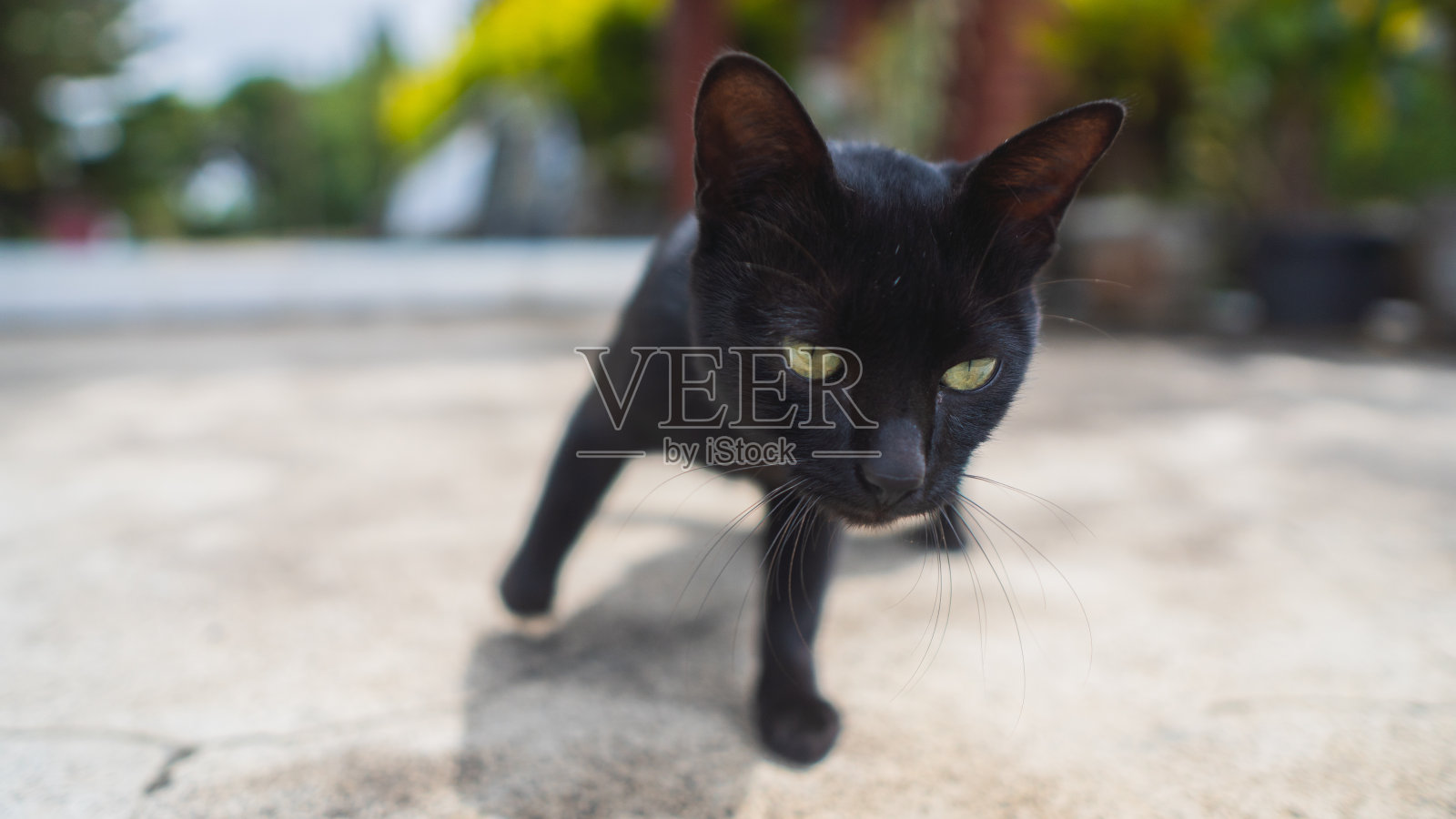 黑色的猫照片摄影图片