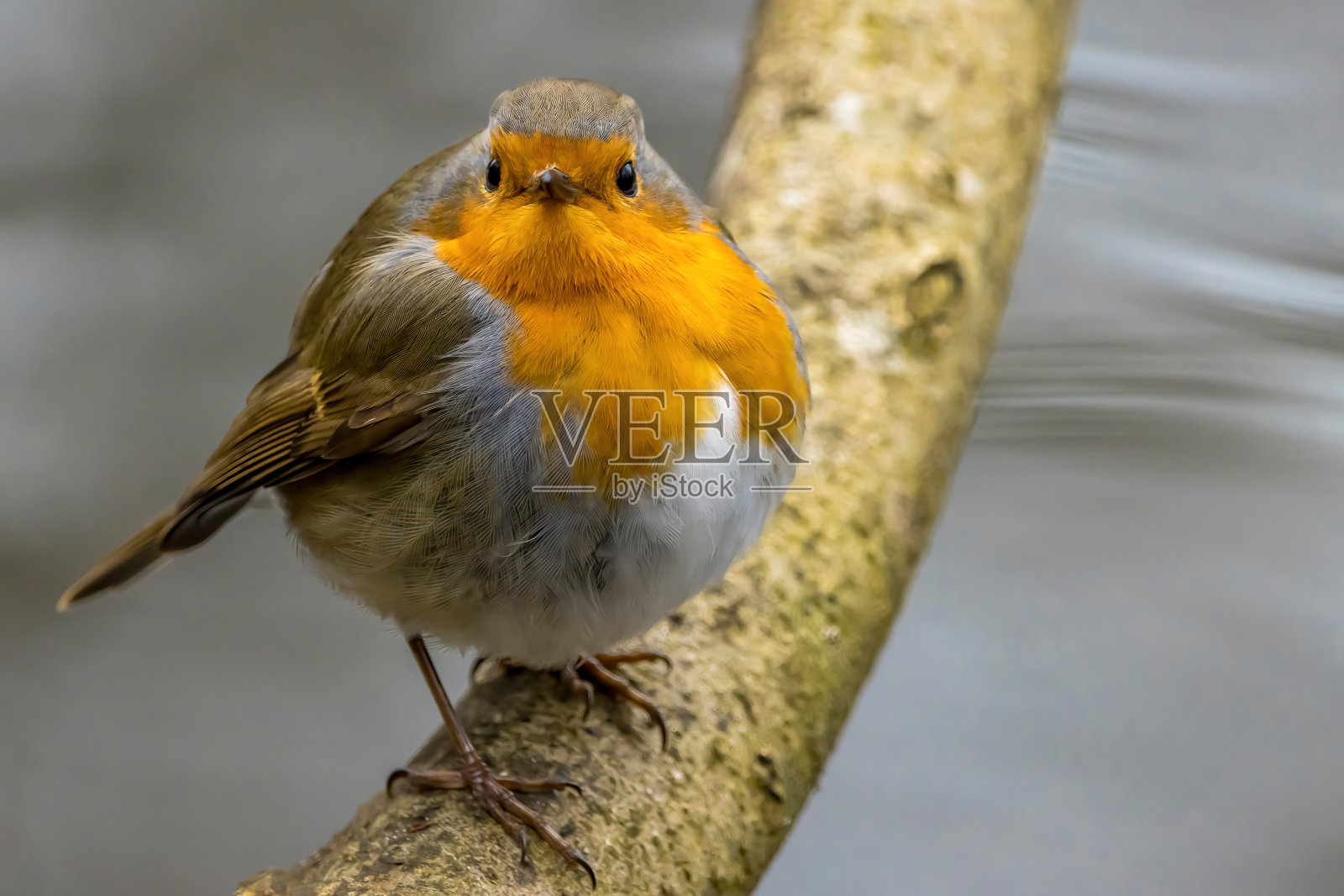 一只知更鸟在冬天寻找食物。照片摄影图片