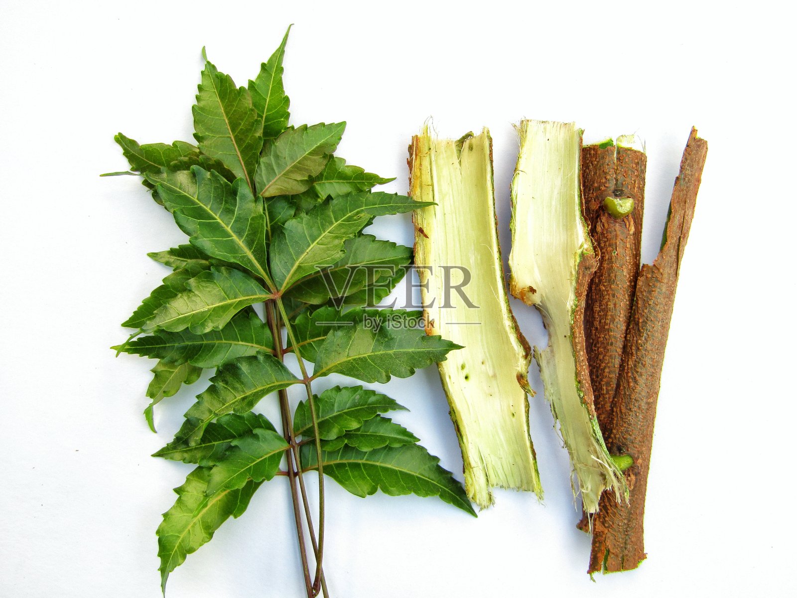 印楝树叶与印楝树皮孤立在白色背景上照片摄影图片