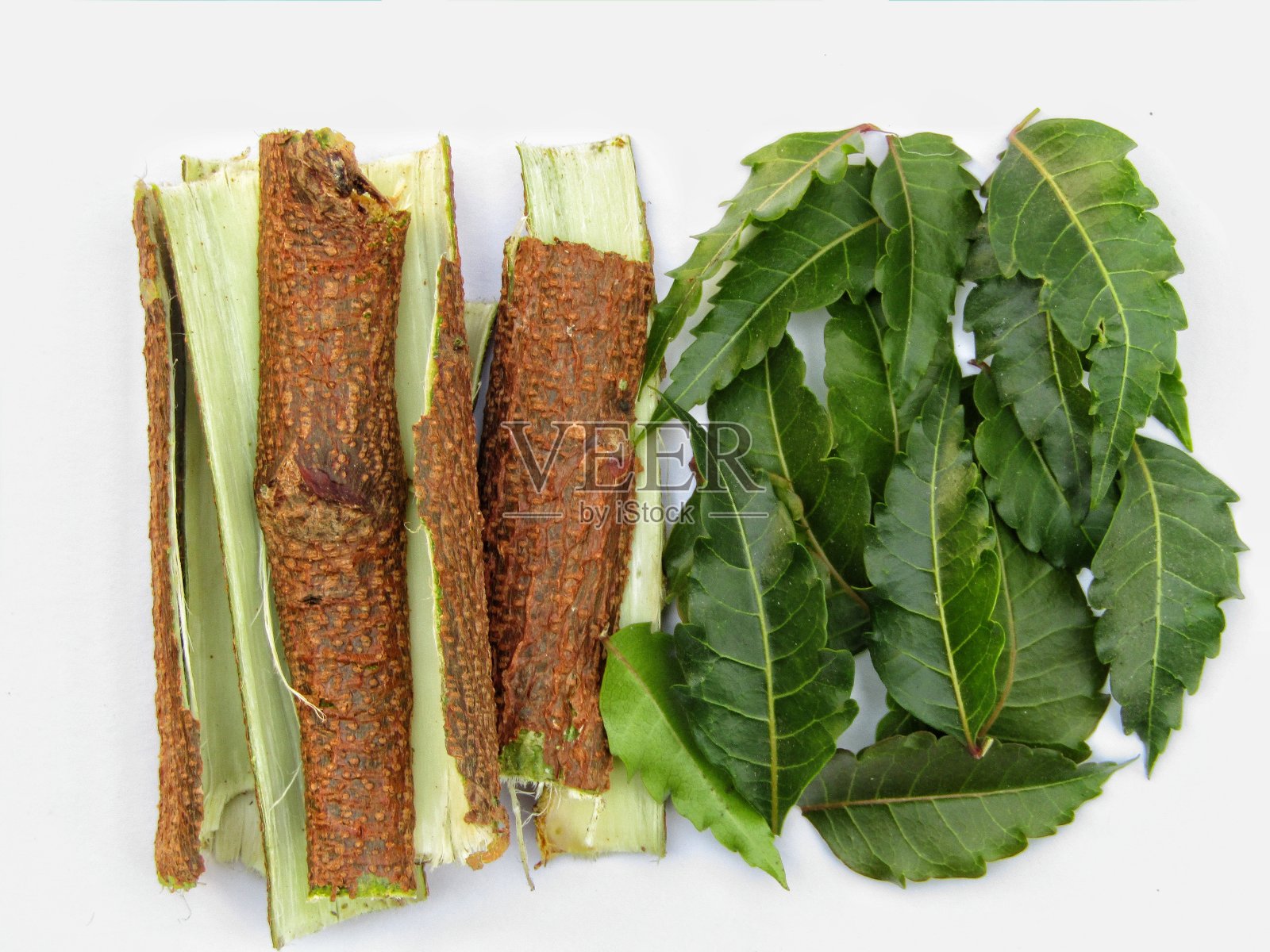 印楝树叶与印楝树皮孤立在白色背景上照片摄影图片