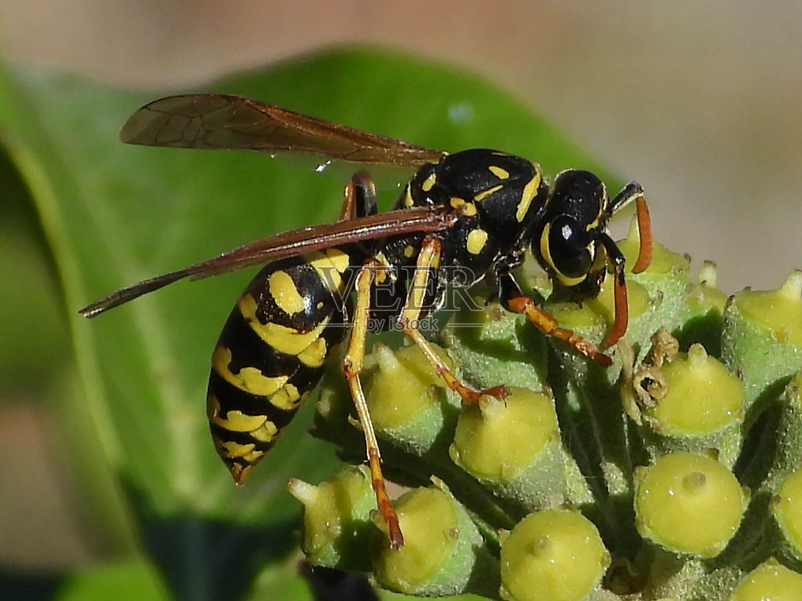 普通黄胡蜂照片摄影图片
