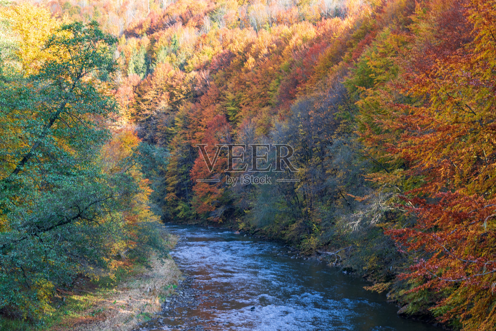 秋天的景观在一个山谷-黄色和红色的树木结合绿色针叶沿着河岸与岩石的河岸。照片摄影图片