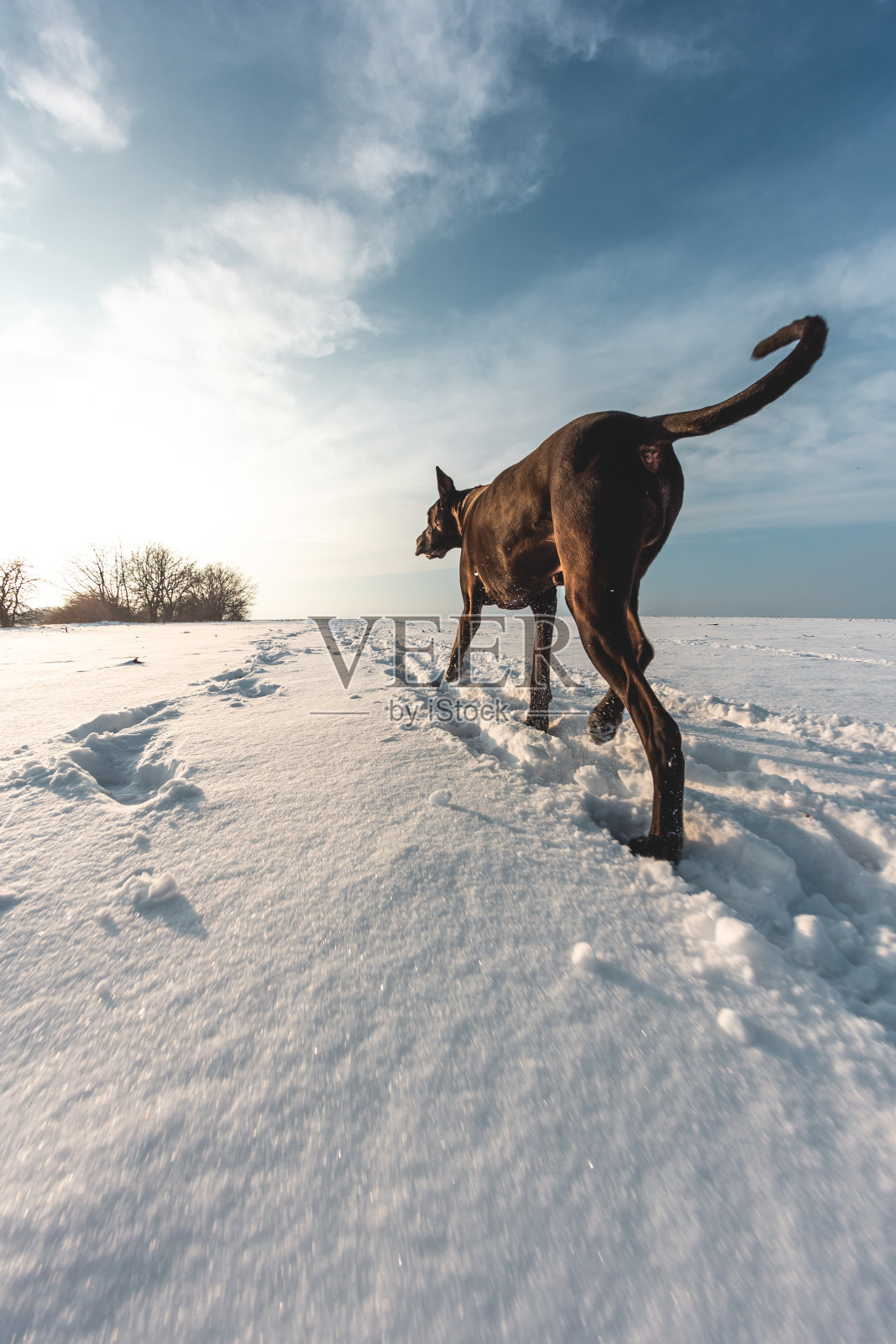 冬天大狗在雪地里奔跑，大丹犬在雪地里探险照片摄影图片