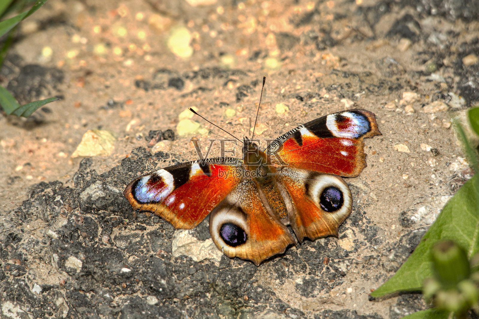 孔雀照片摄影图片