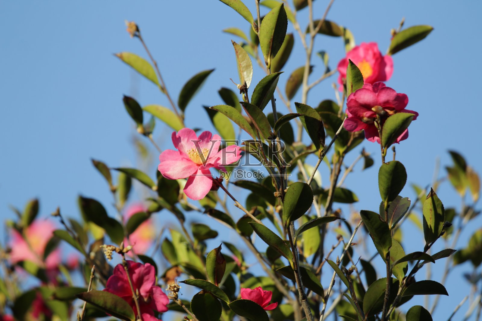 花照片摄影图片