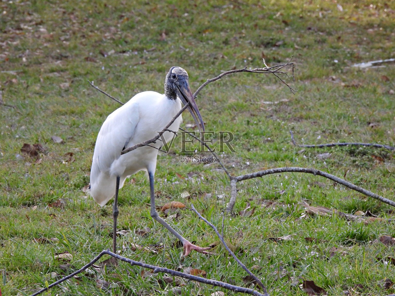 带树枝做窝的木鹳(美洲真菌)照片摄影图片