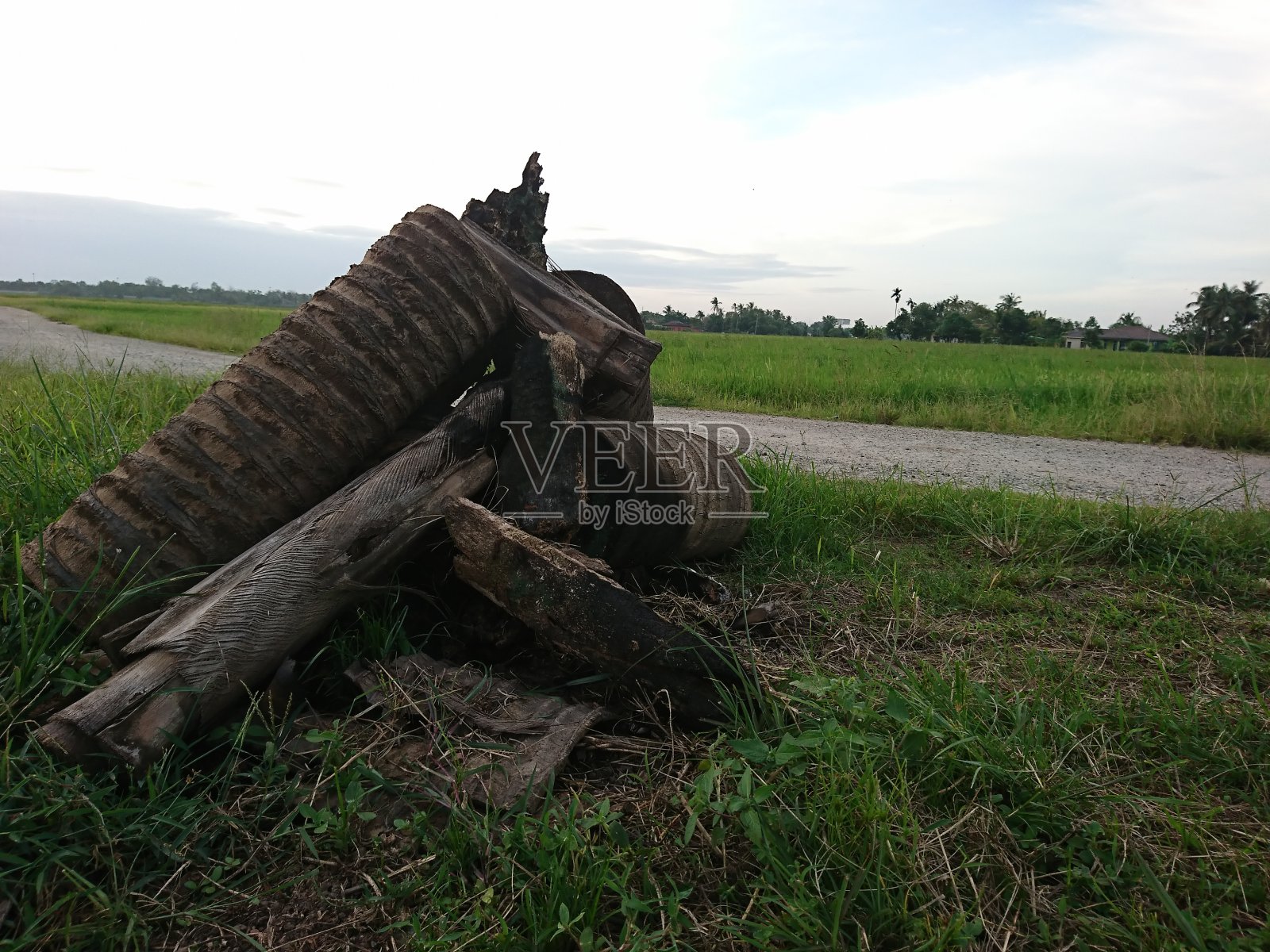 广阔的稻田景色照片摄影图片
