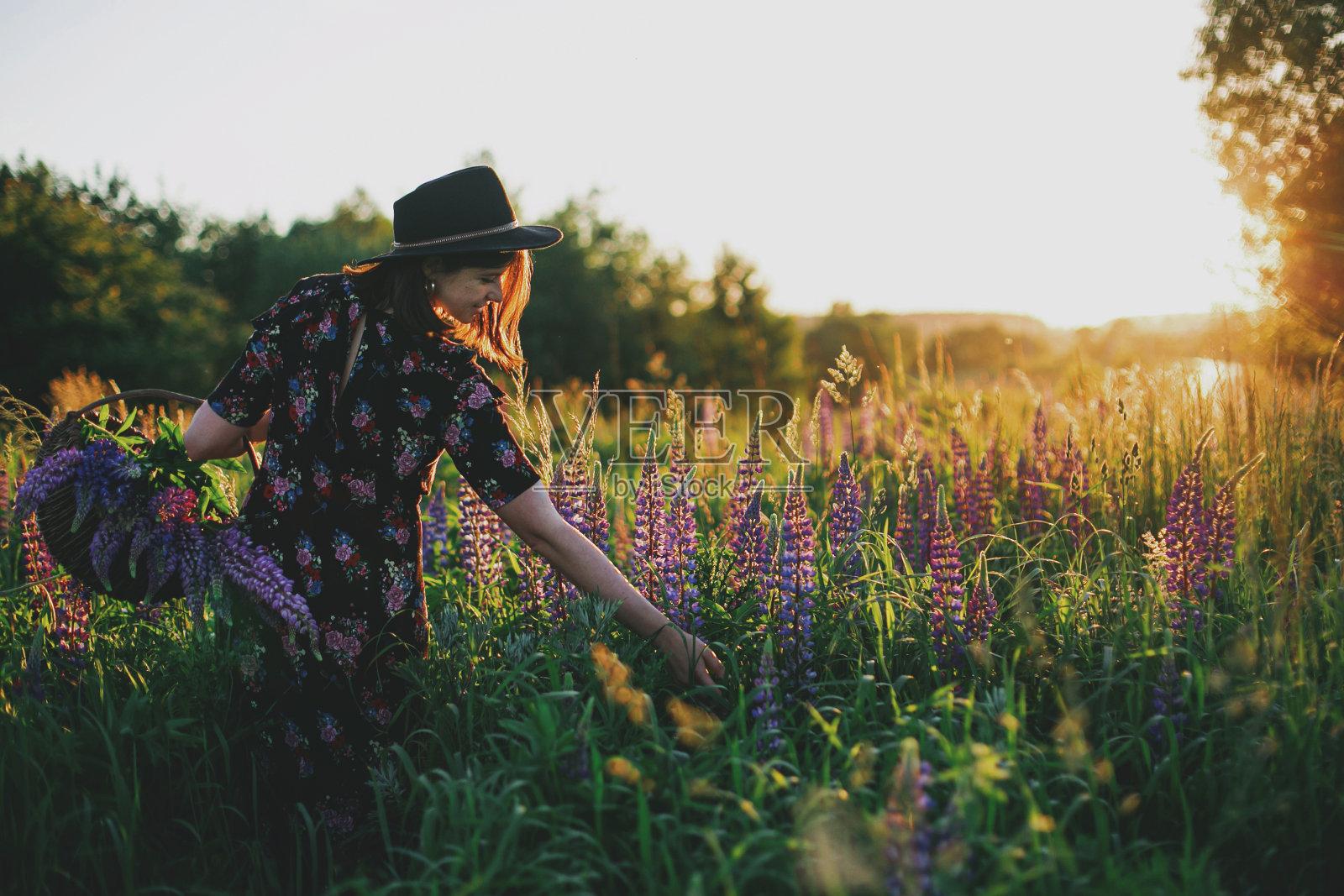 美丽的女子采羽扇豆，在阳光明媚的田野里，放松在夏日的乡村照片摄影图片