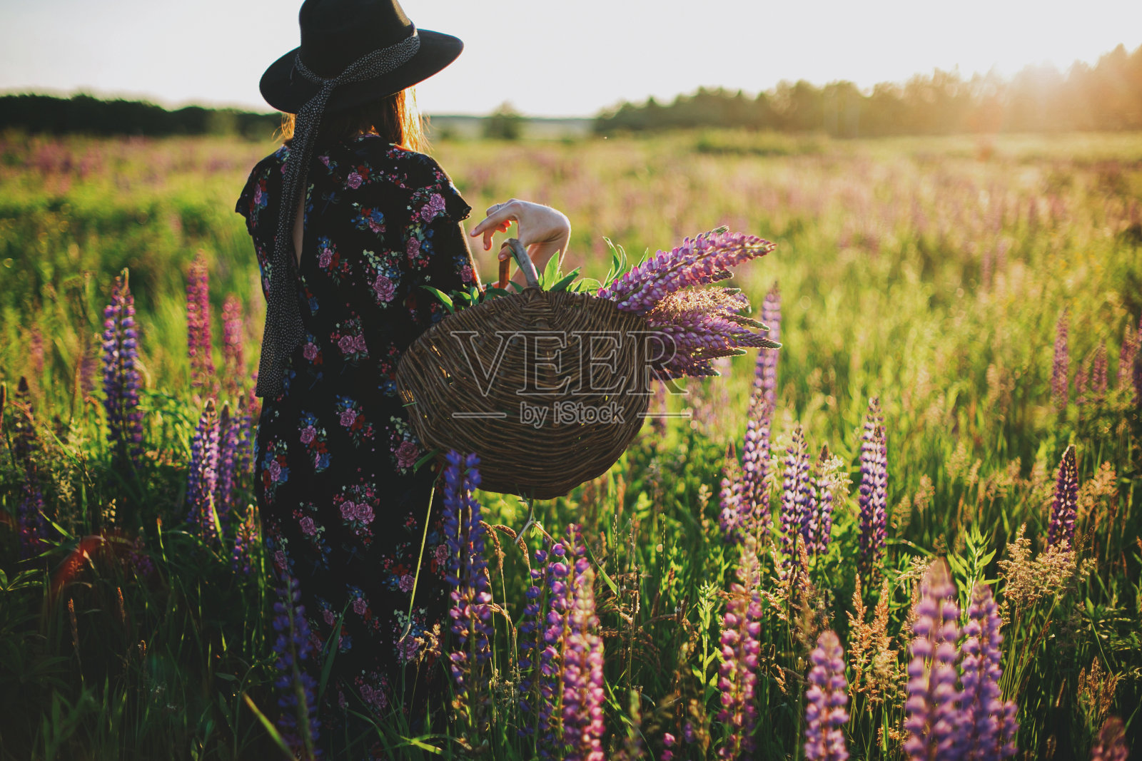 美丽的女人走在阳光明媚的羽扇豆地里，带着乡村篮子和鲜花。宁静的时刻照片摄影图片